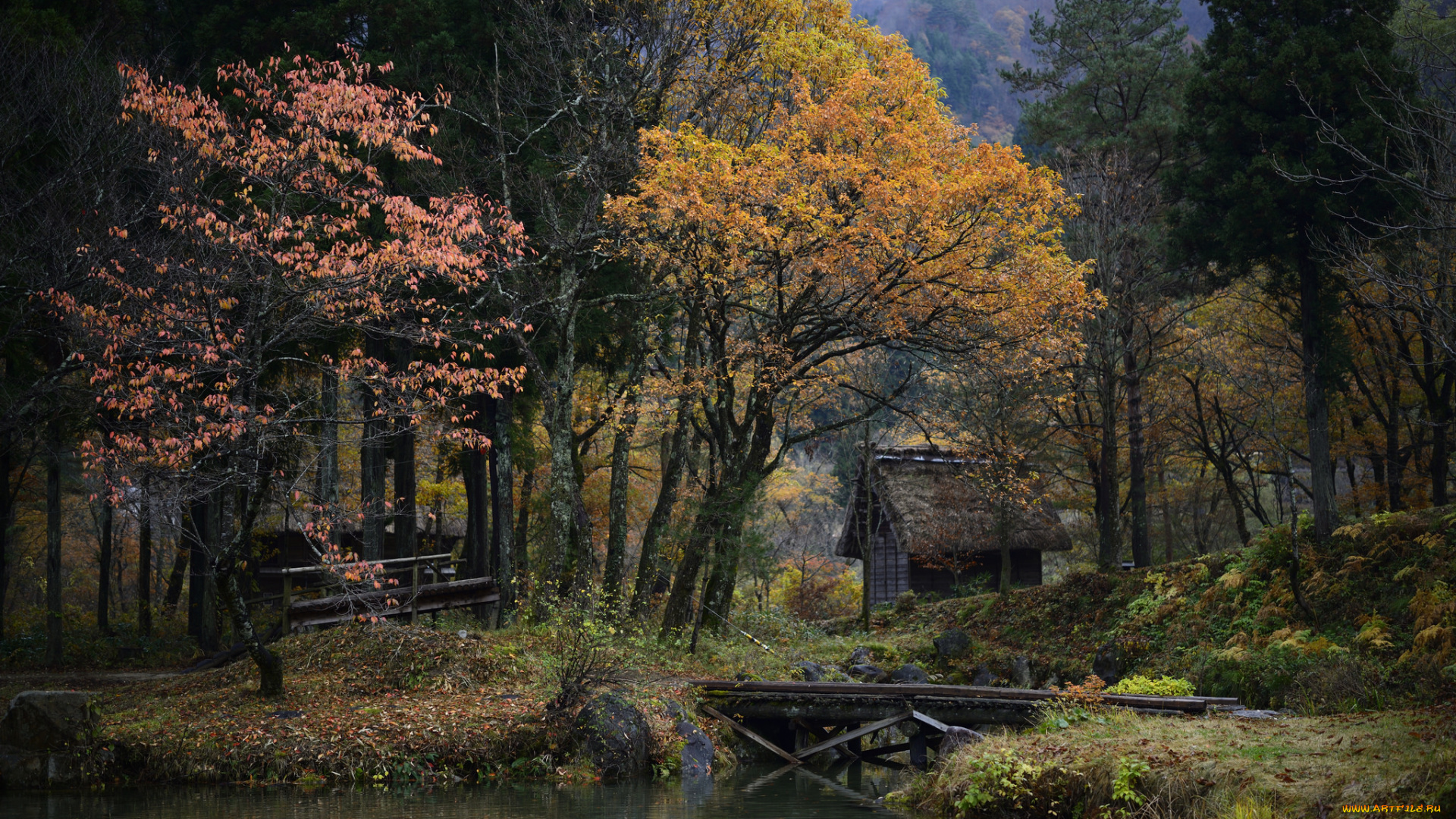 природа, лес, река