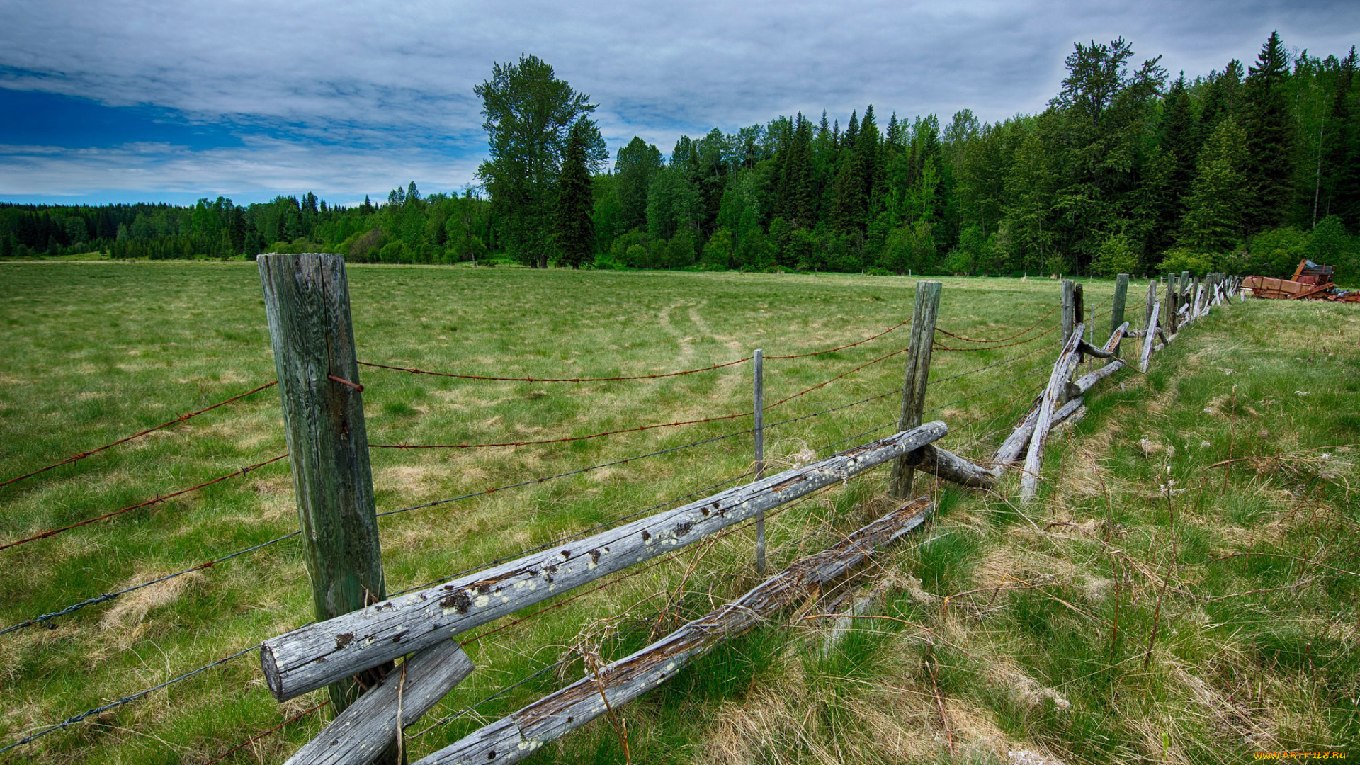 природа, пейзажи, изгородь, поле