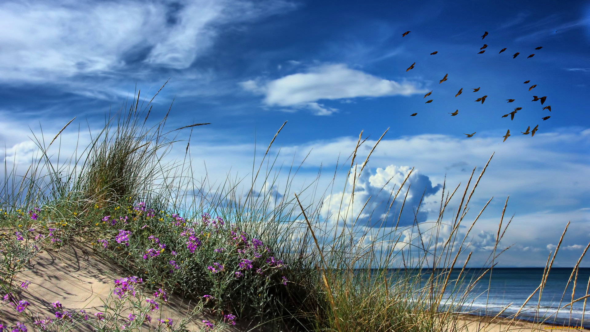 природа, побережье, берег, море