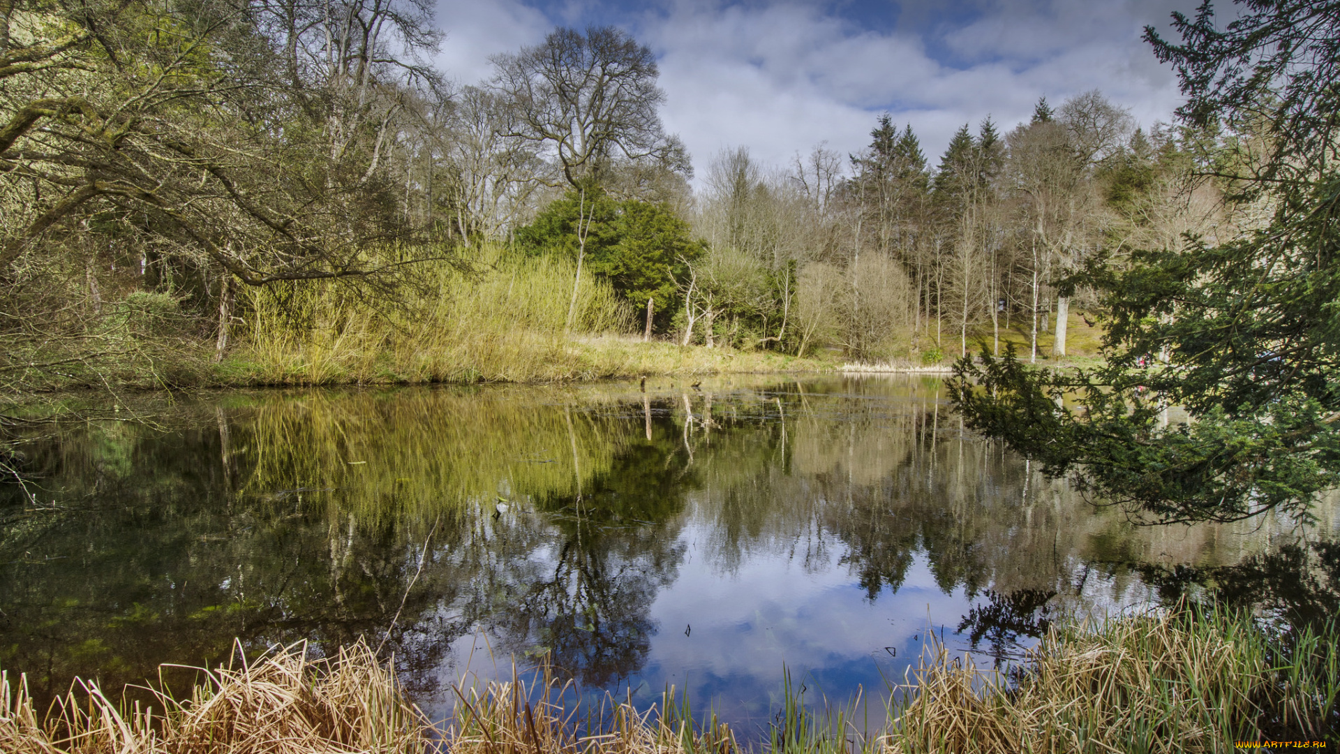 природа, реки, озера, лес, река