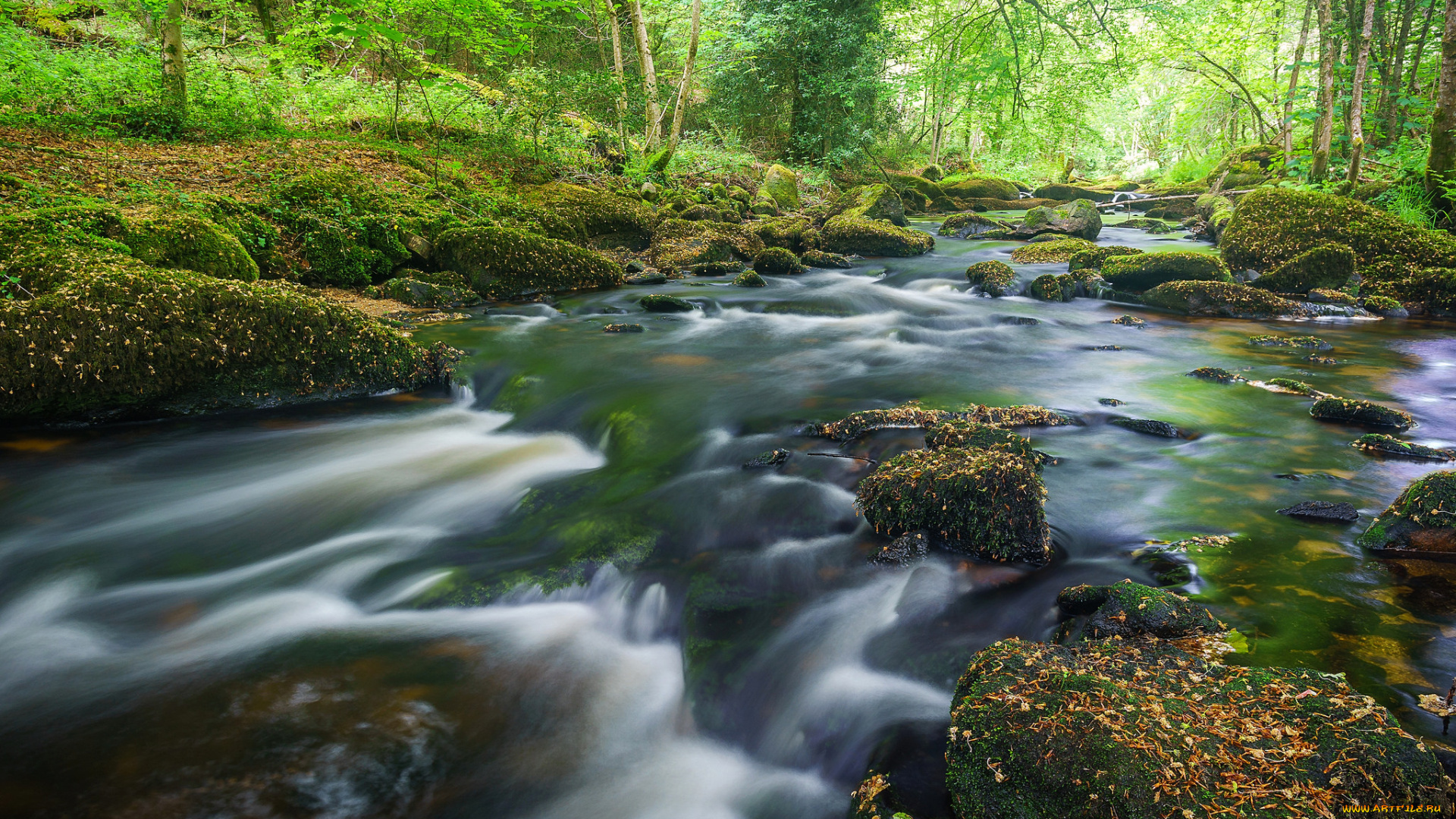 природа, реки, озера, лес, река