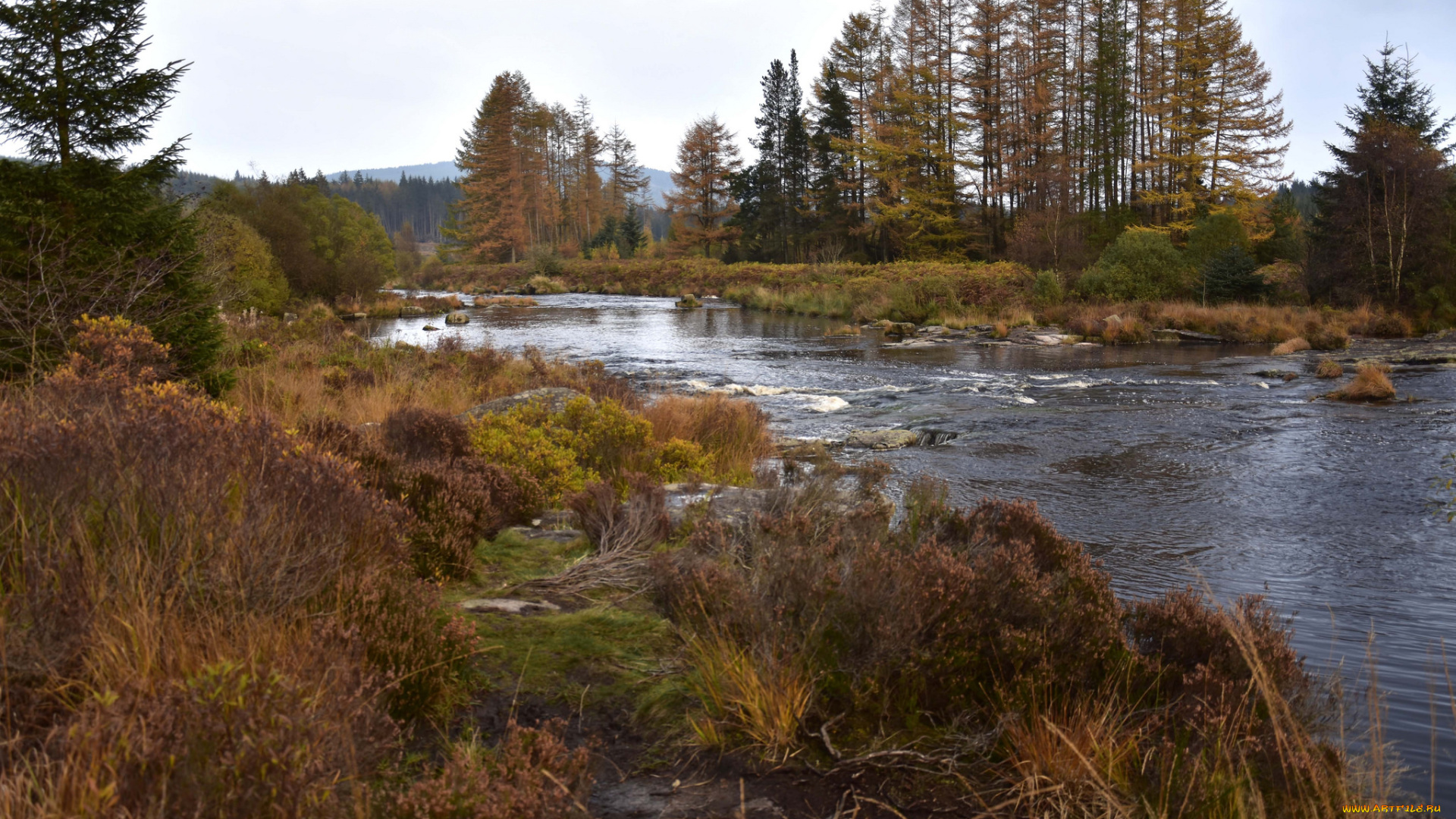 природа, реки, озера, река, лес