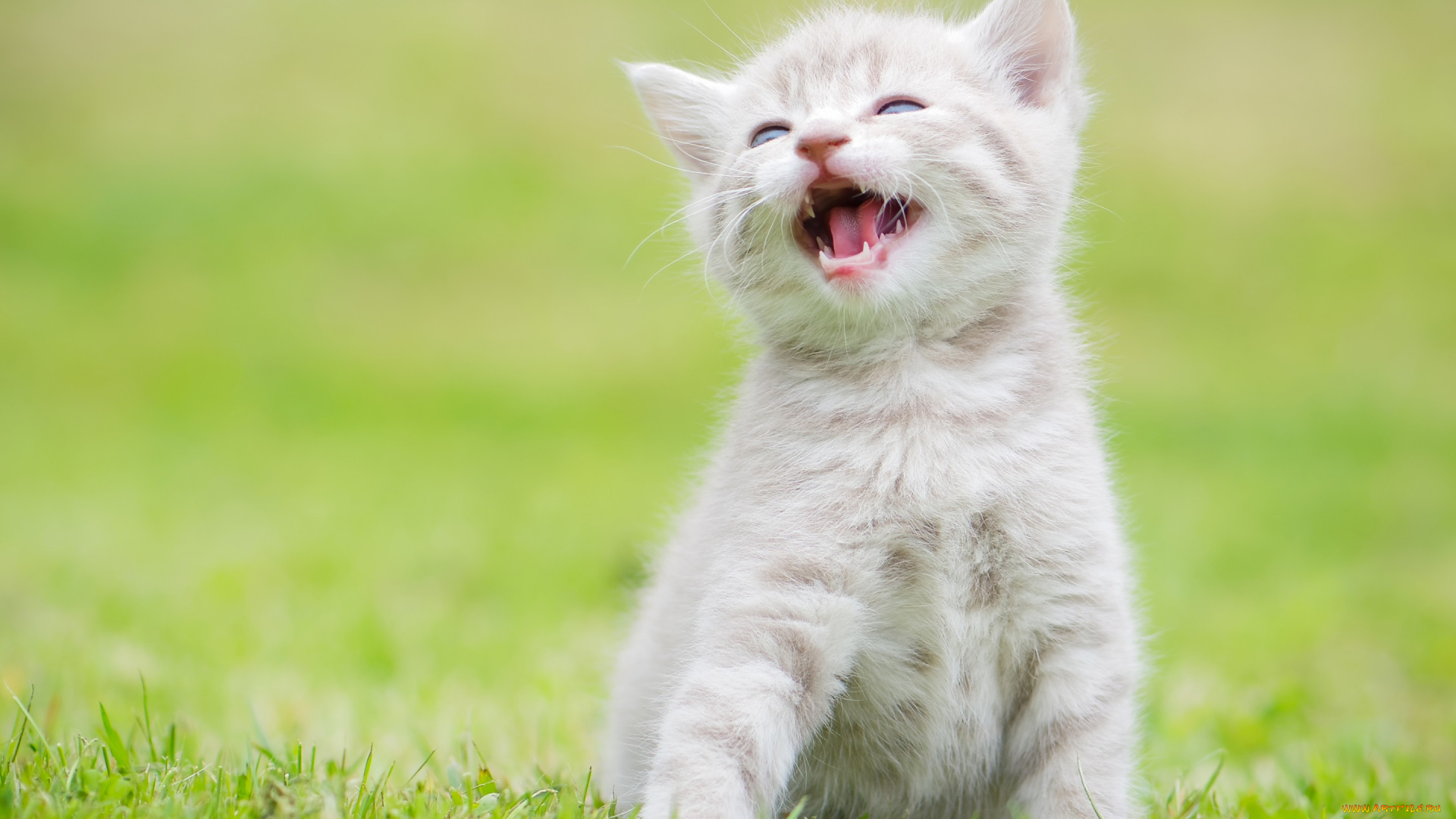 животные, коты, котёнок, малыш, пискля