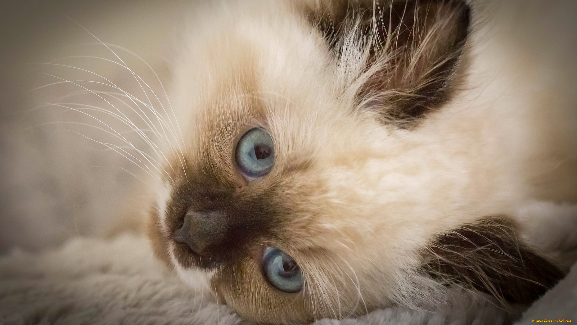 животные, коты, котёнок, мордочка, голубые, глаза, взгляд