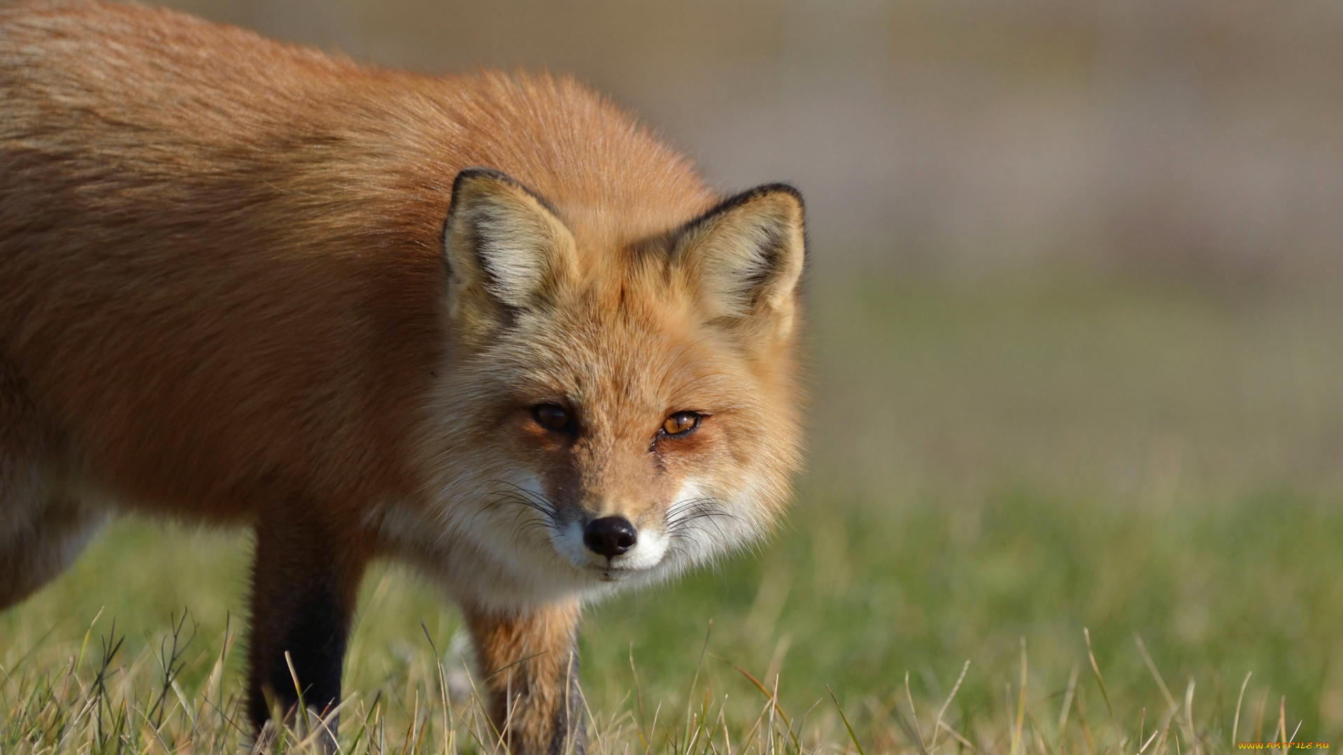 животные, лисы, взгляд, лиса, морда, лисица