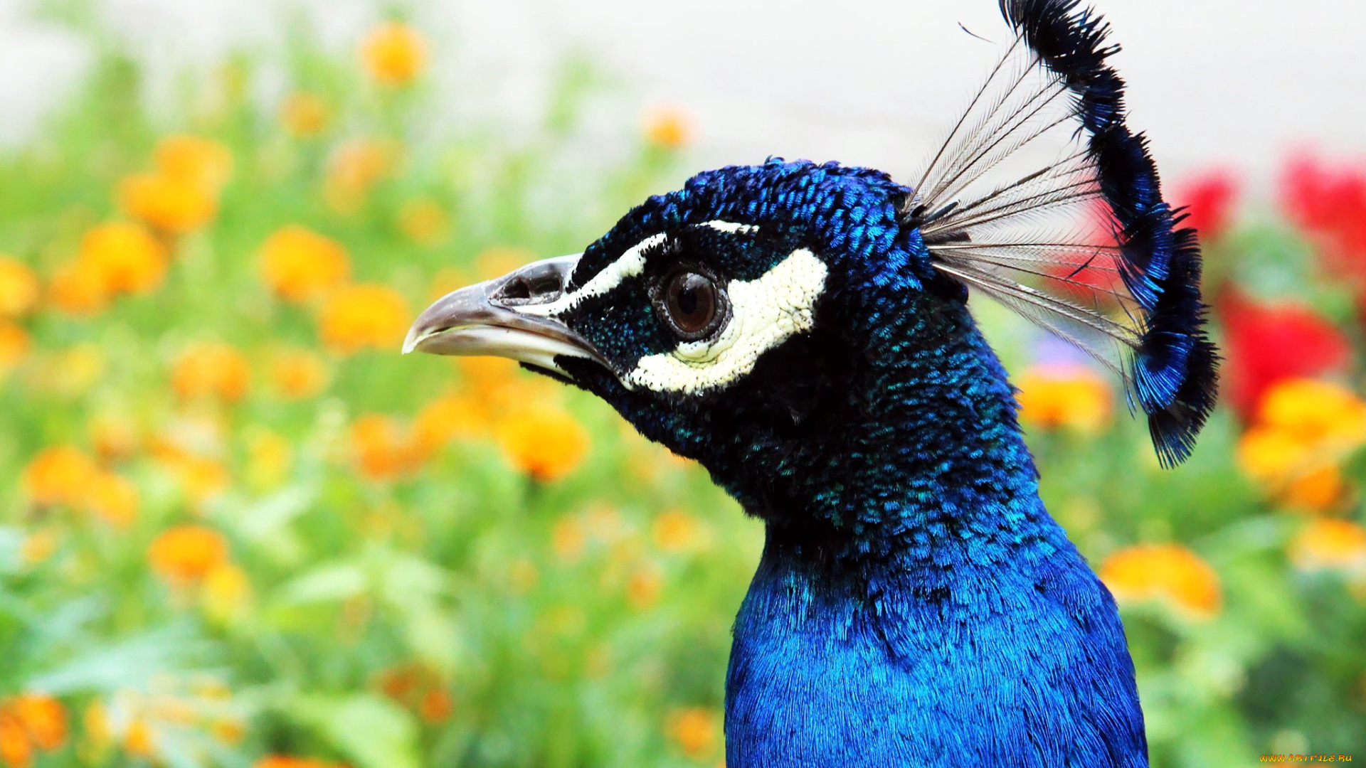 животные, павлины, хохолок