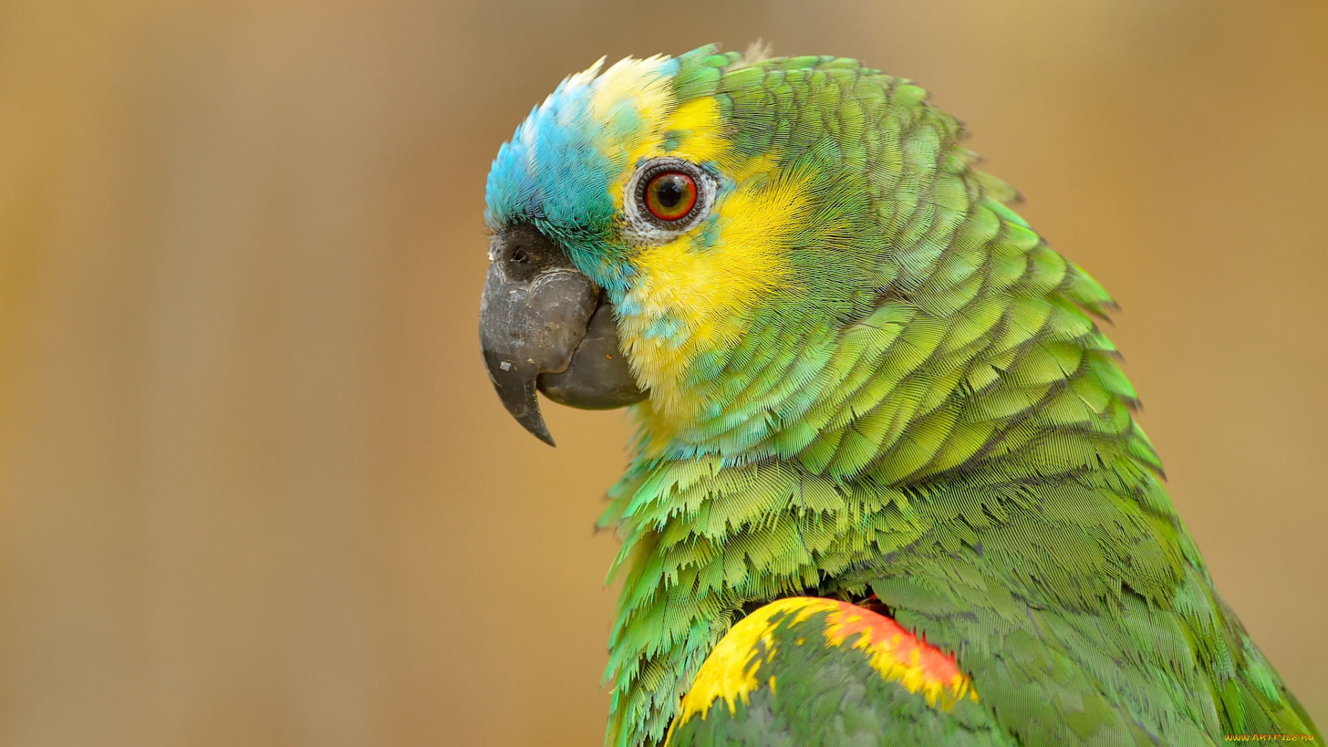 животные, попугаи, синелобый, амазон, попугай, птица, портрет