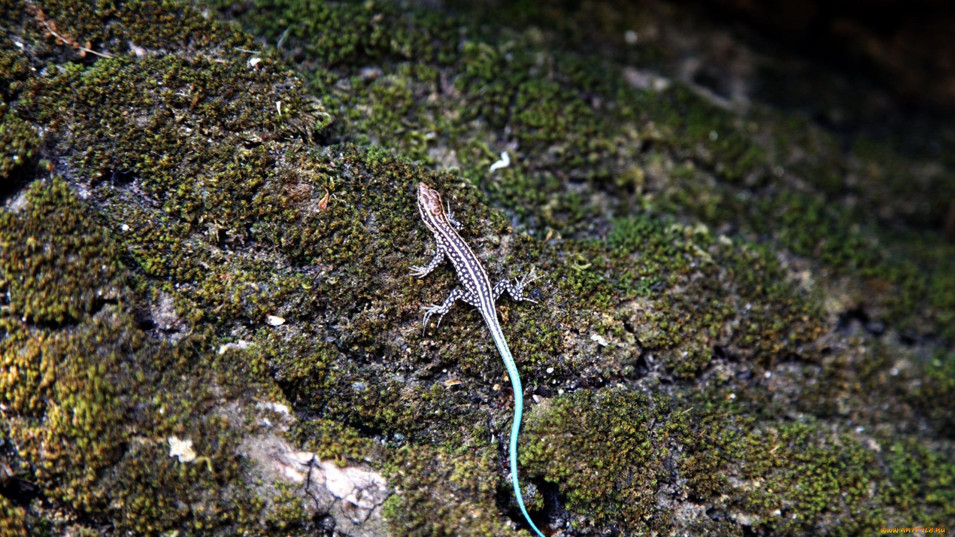 животные, Ящерицы, , игуаны, , вараны, юркая