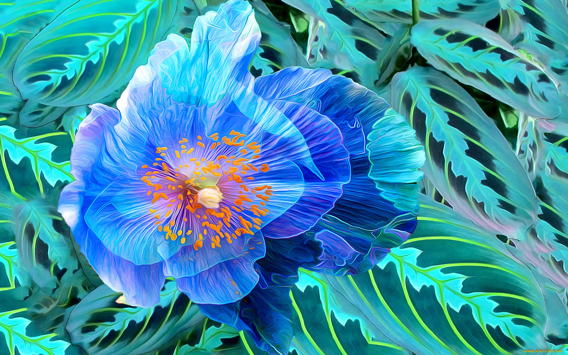 разное, компьютерный, дизайн, линии, краски, листья, цветок, мак, лепестки