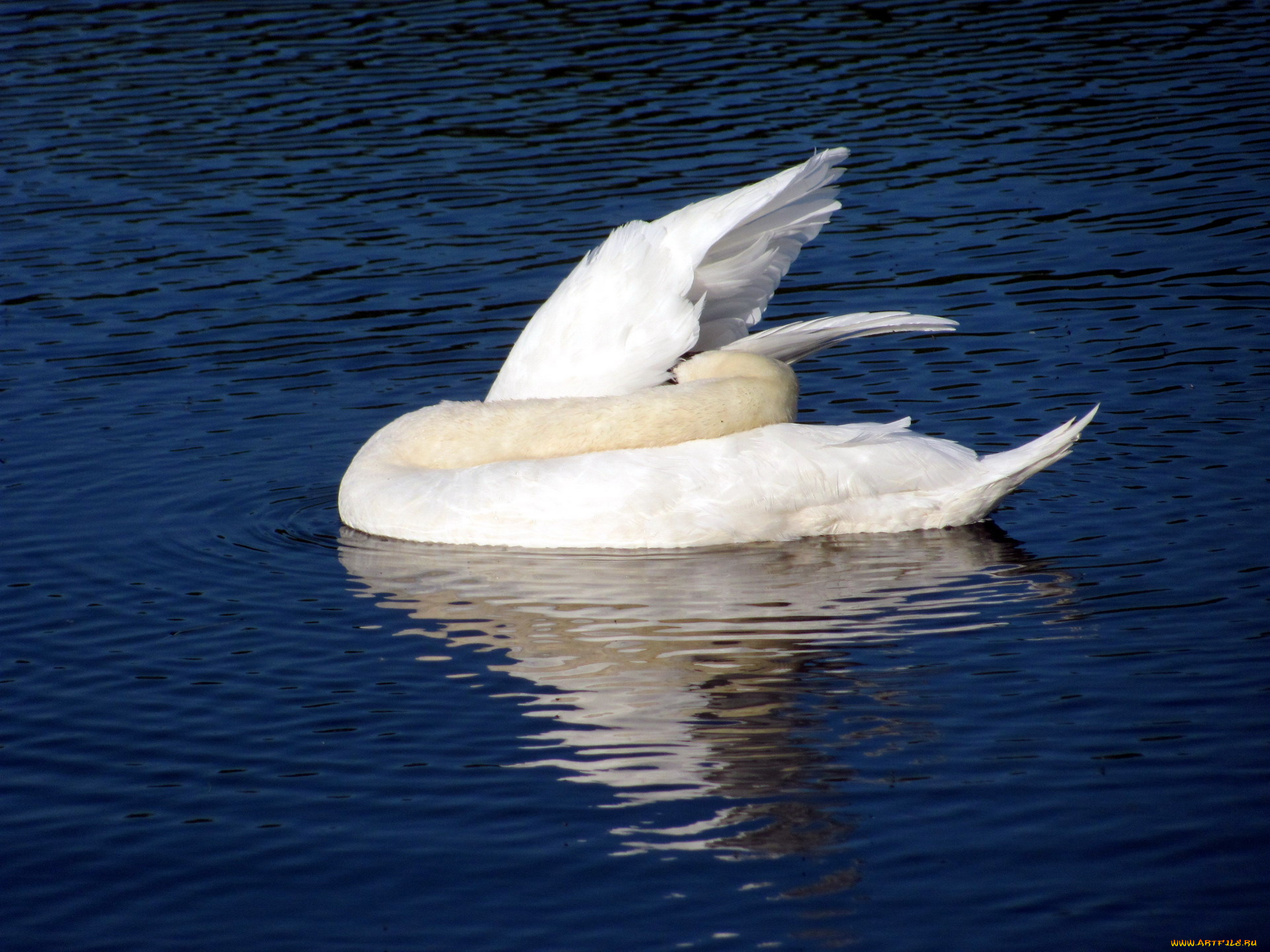 животные, лебеди, белый, птица, вода