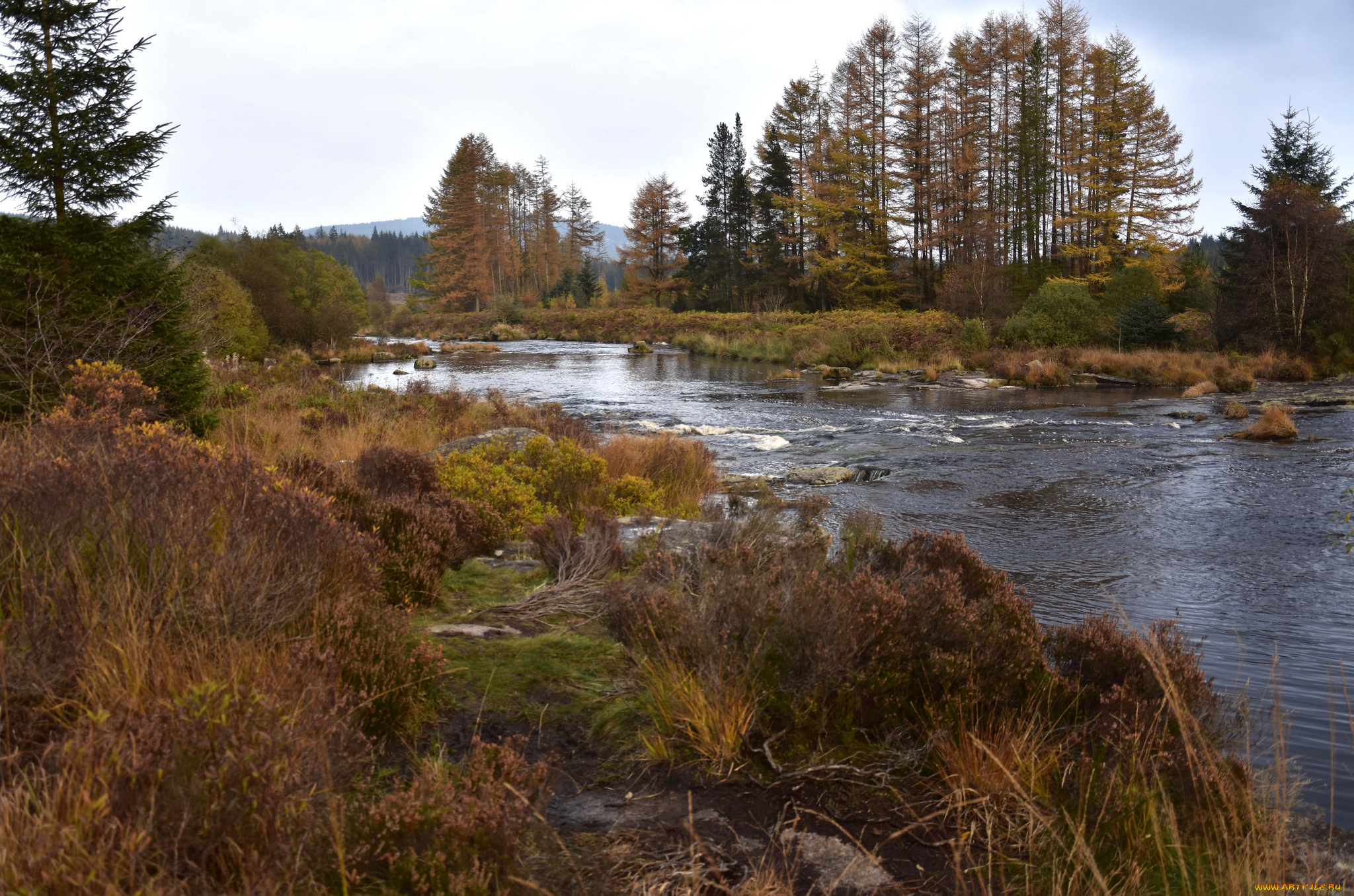 природа, реки, озера, река, лес