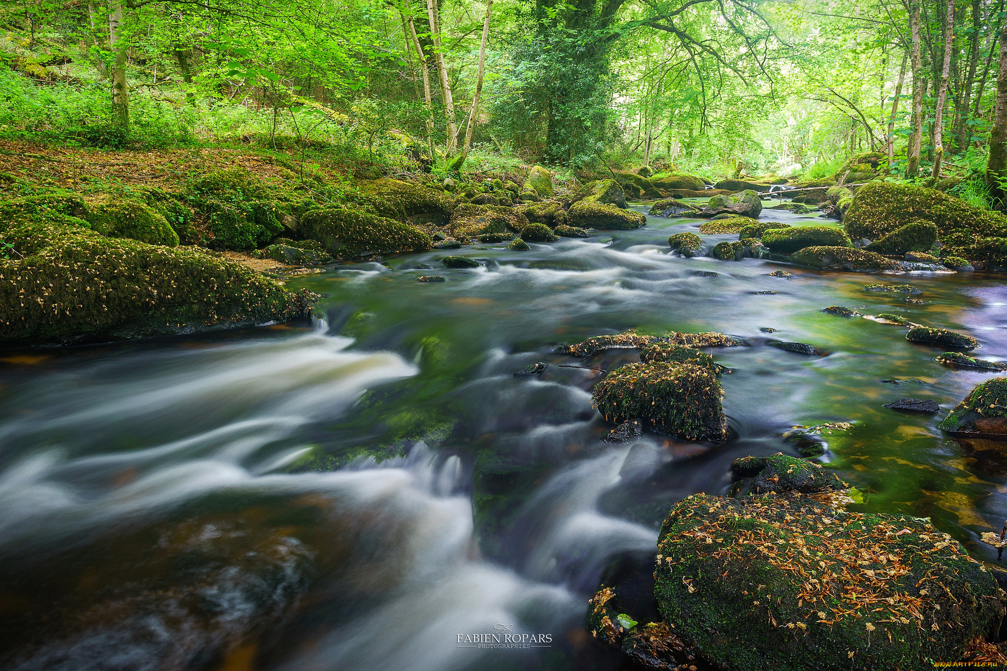 природа, реки, озера, лес, река
