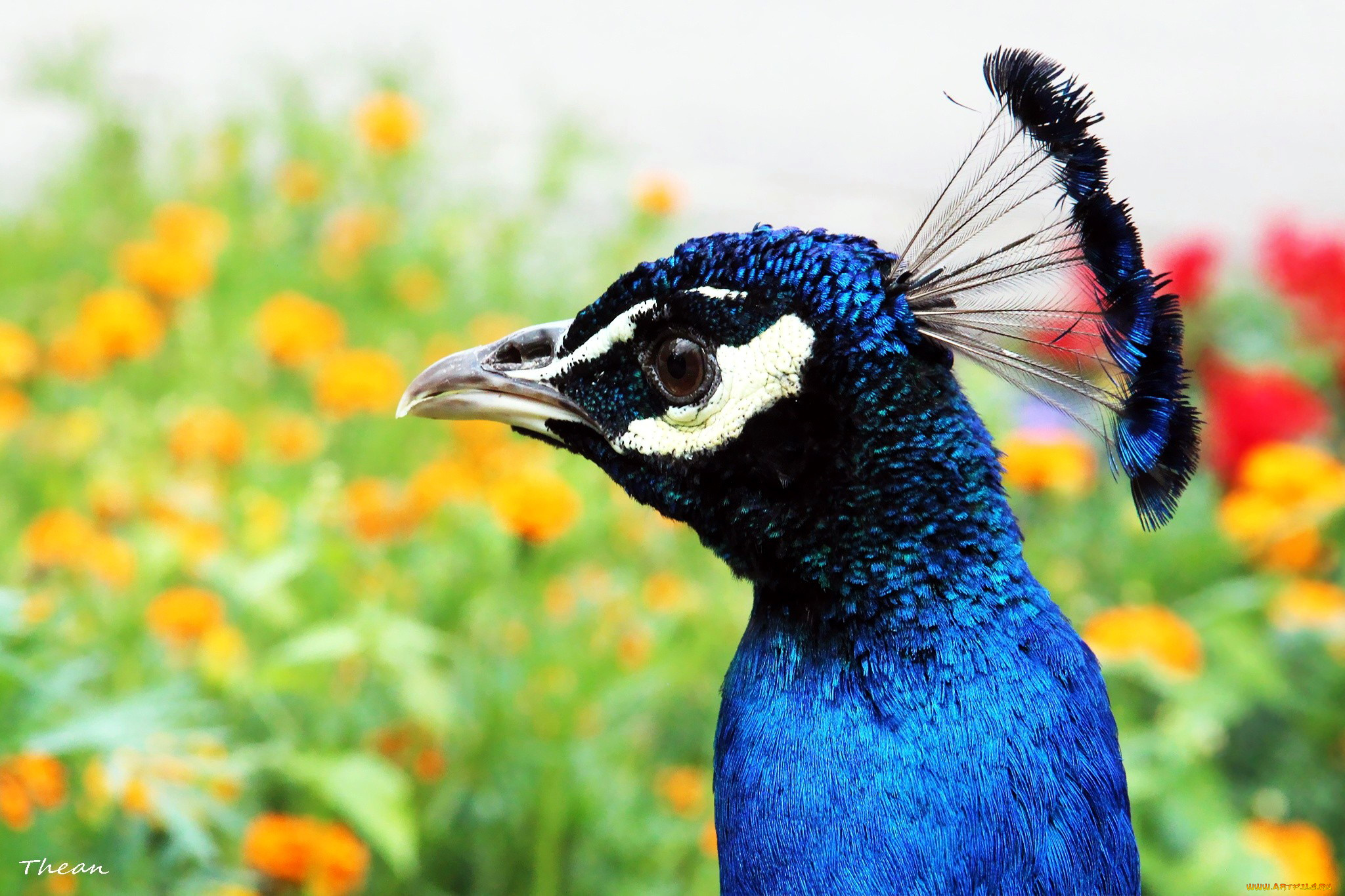 животные, павлины, хохолок