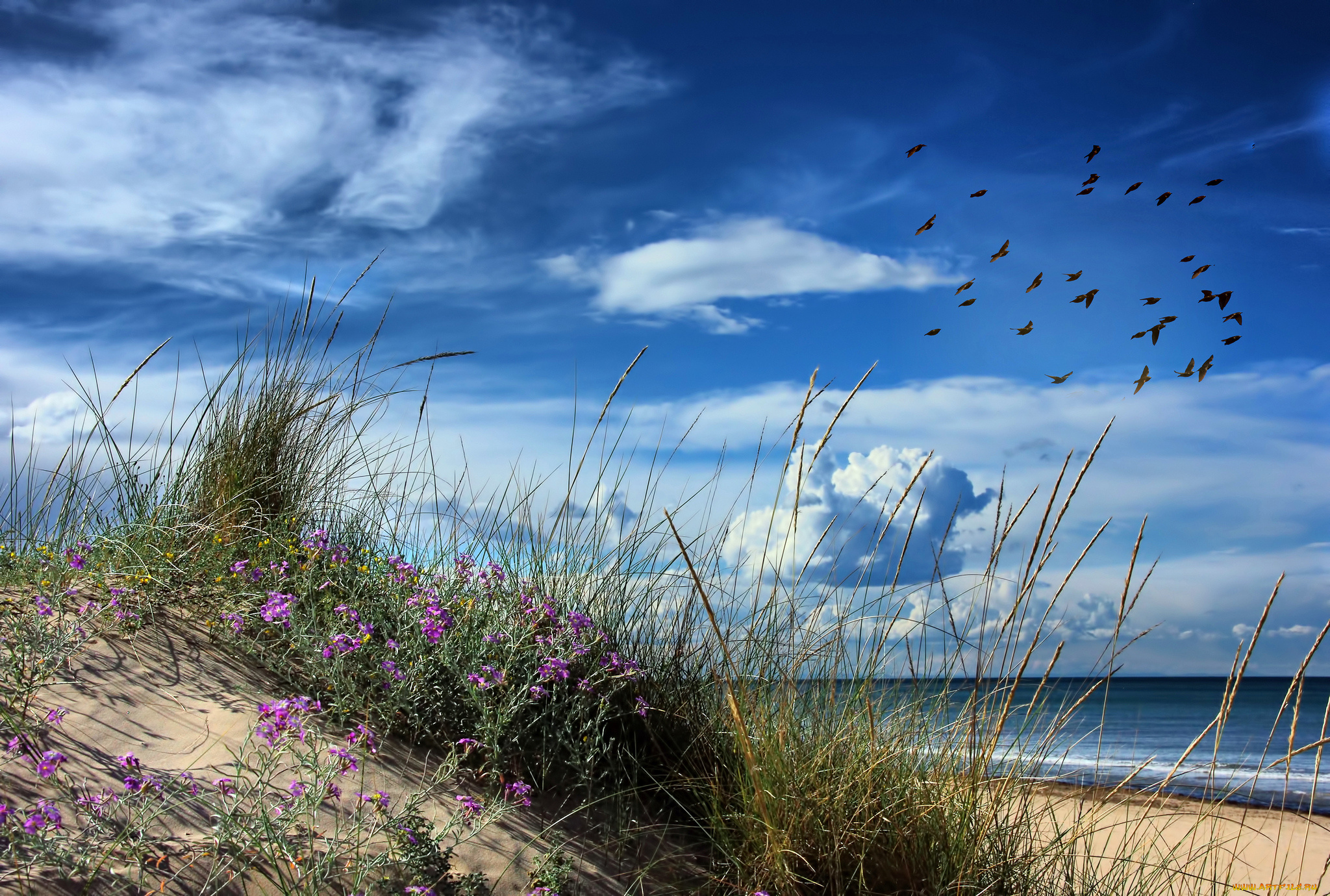 природа, побережье, берег, море