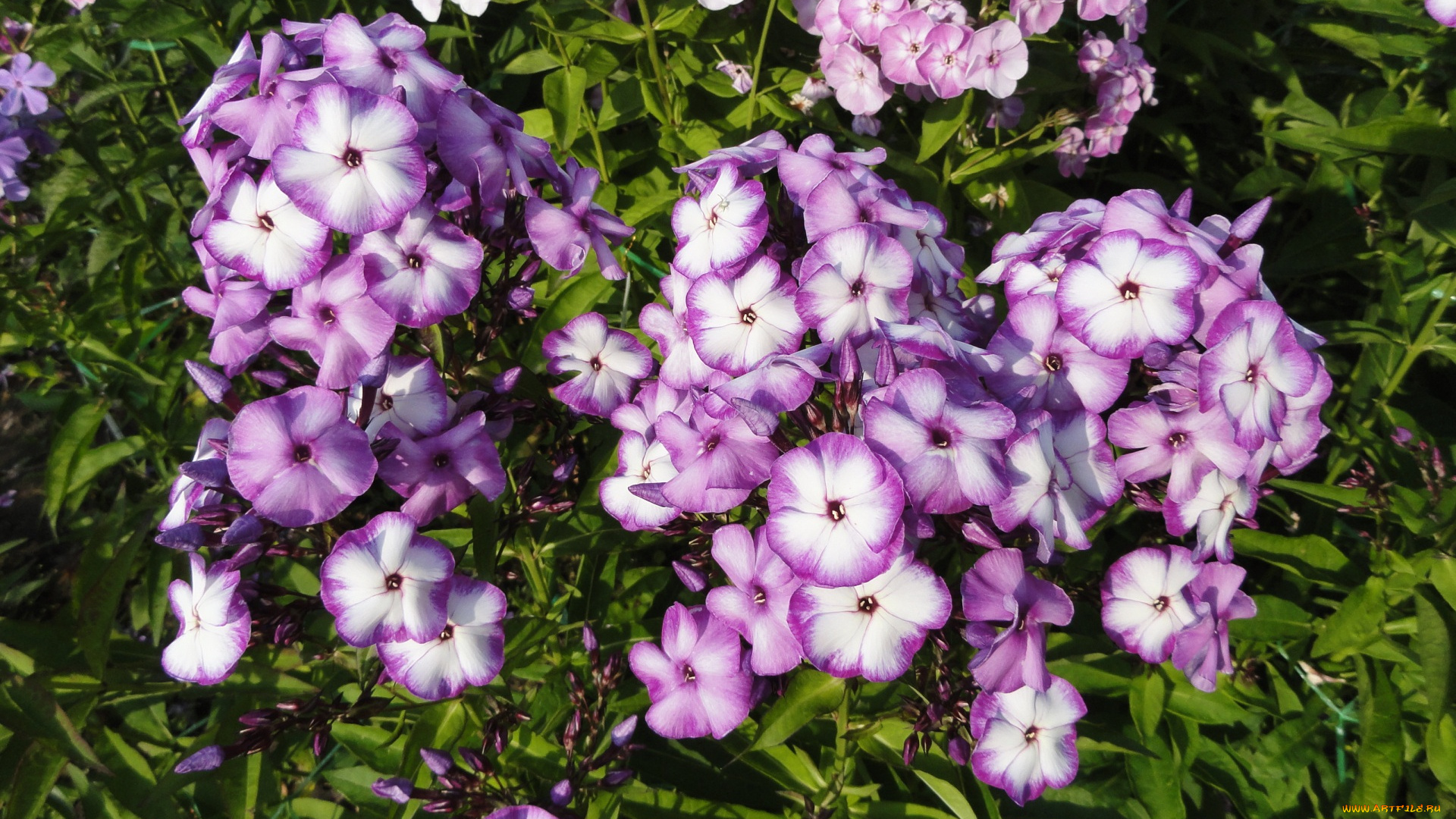 цветы, цветок