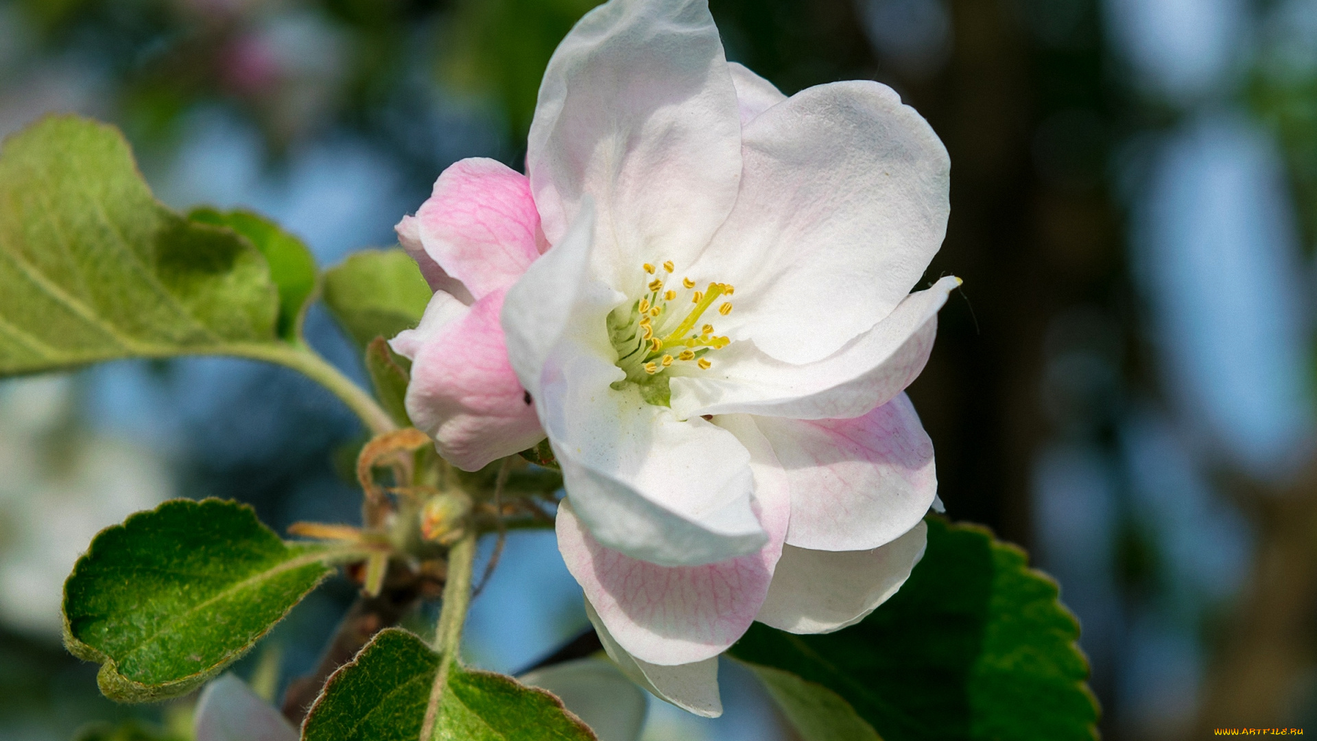 цветы, цветущие, деревья, , , кустарники, цветок