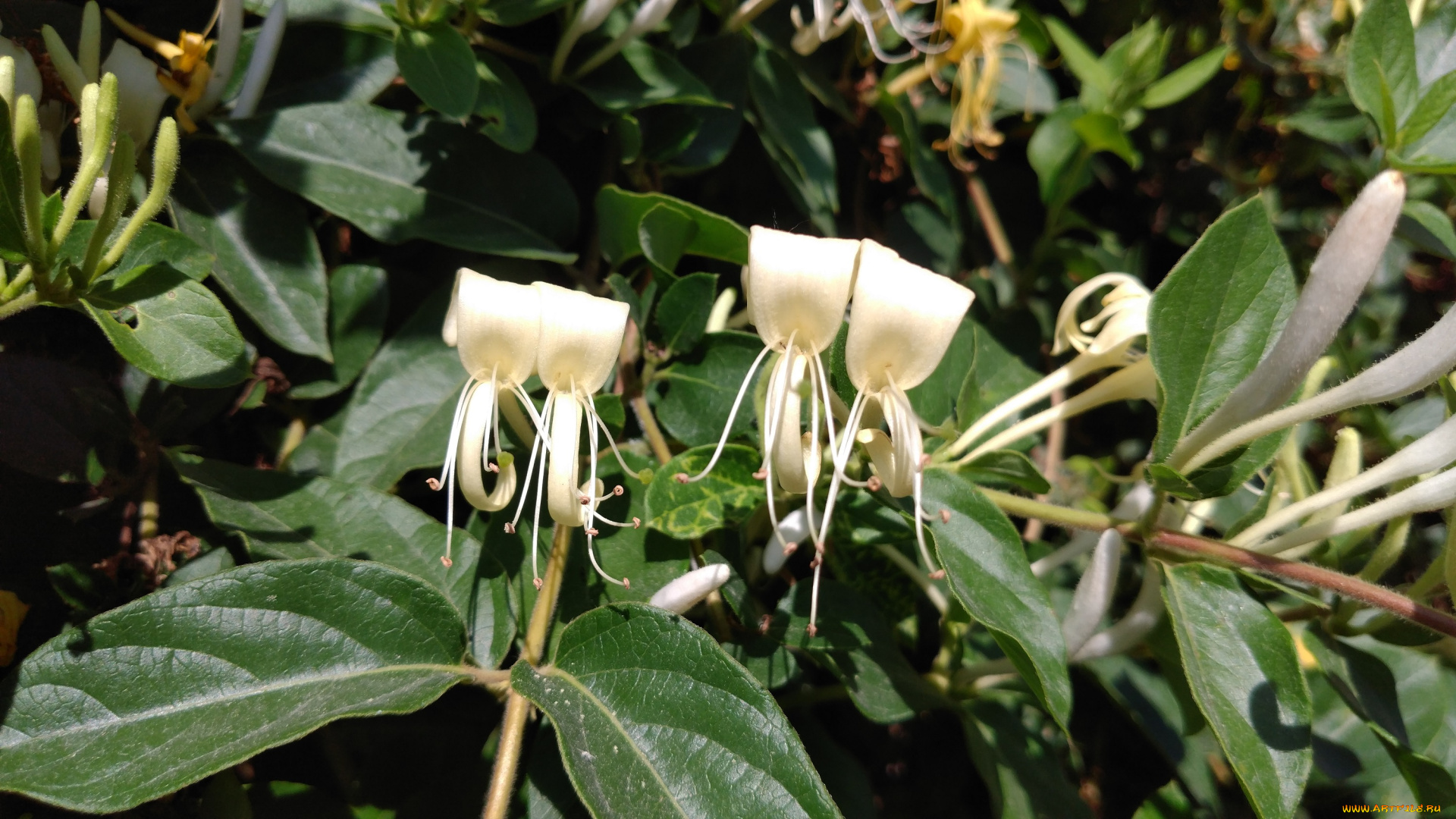 цветы, цветущие, деревья, , , кустарники, куст