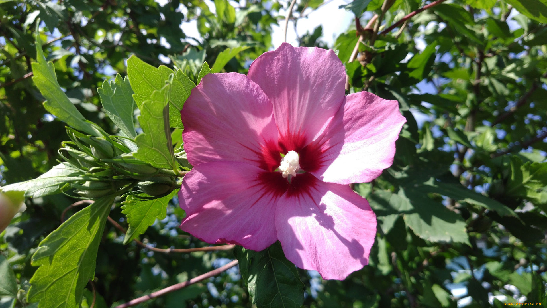 цветы, цветущие, деревья, , , кустарники, розовый