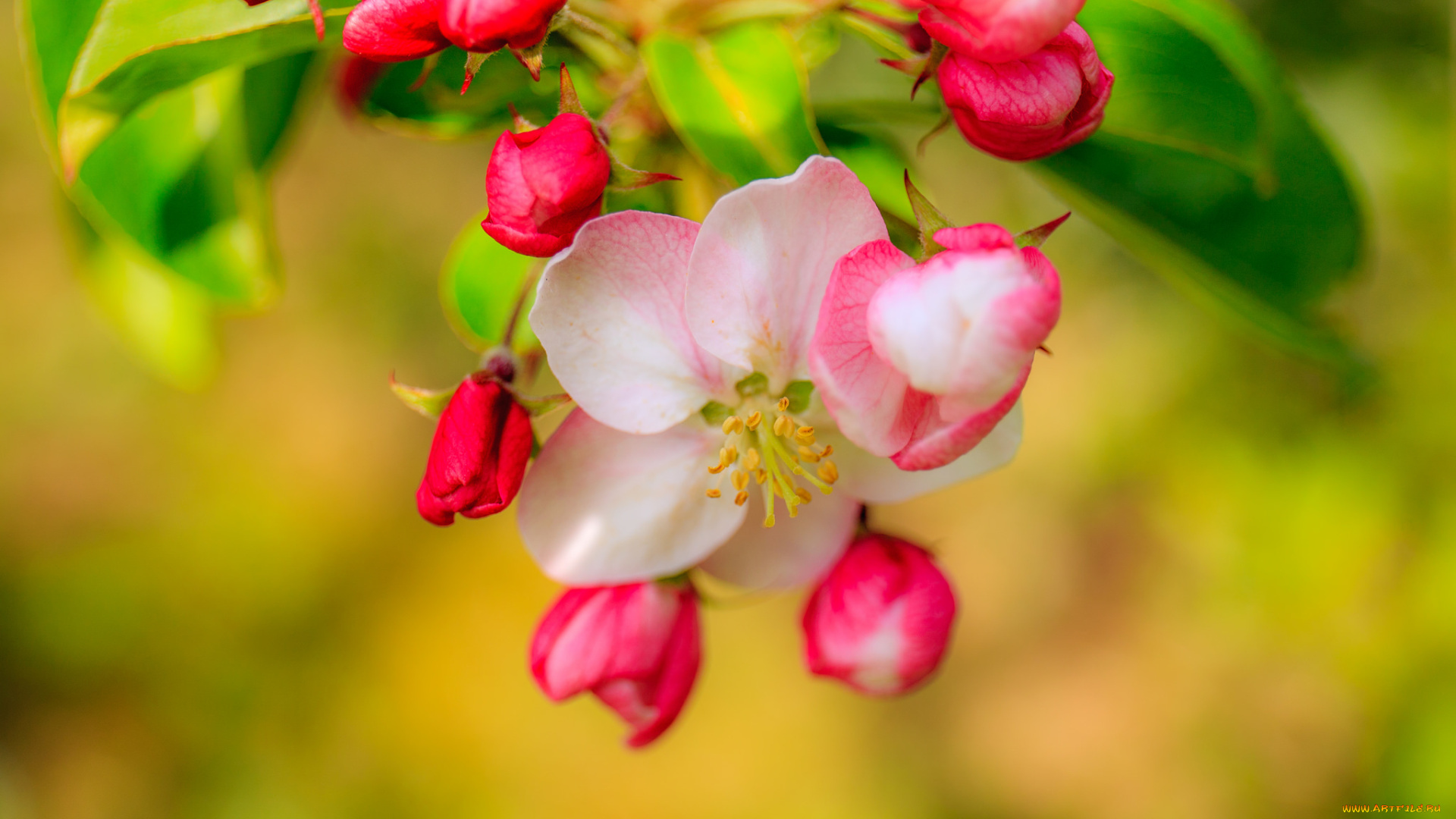 цветы, цветущие, деревья, , , кустарники, ветка, цветущая, веточка, листья, цветки