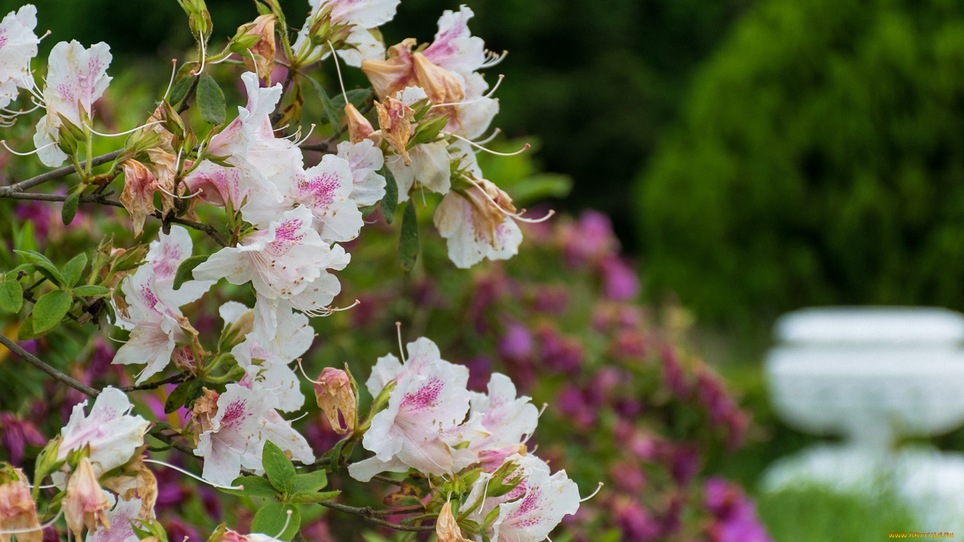 цветы, цветущие, деревья, , , кустарники, ветка, цветок