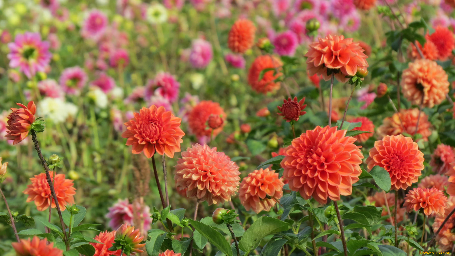 цветы, георгины