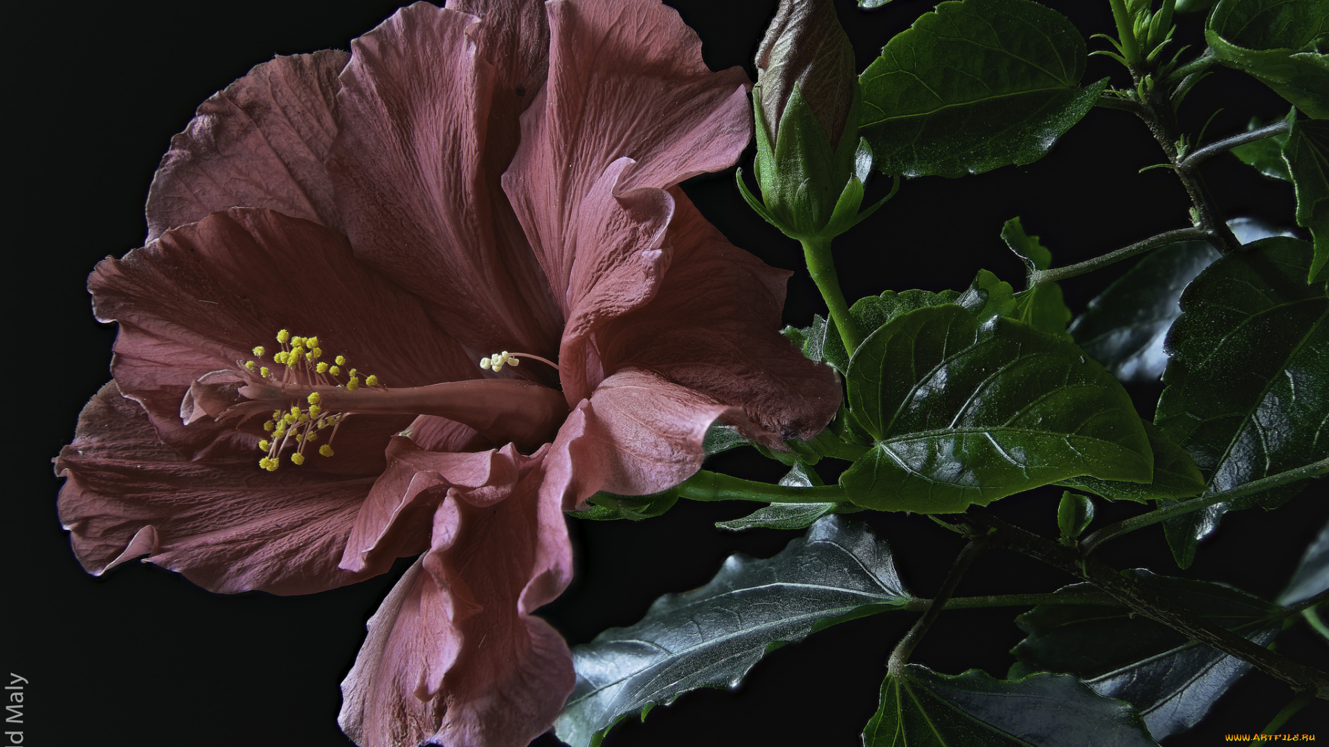 цветы, гибискусы, листики, гибискус, тычинки, цветение, ярко, лепестки