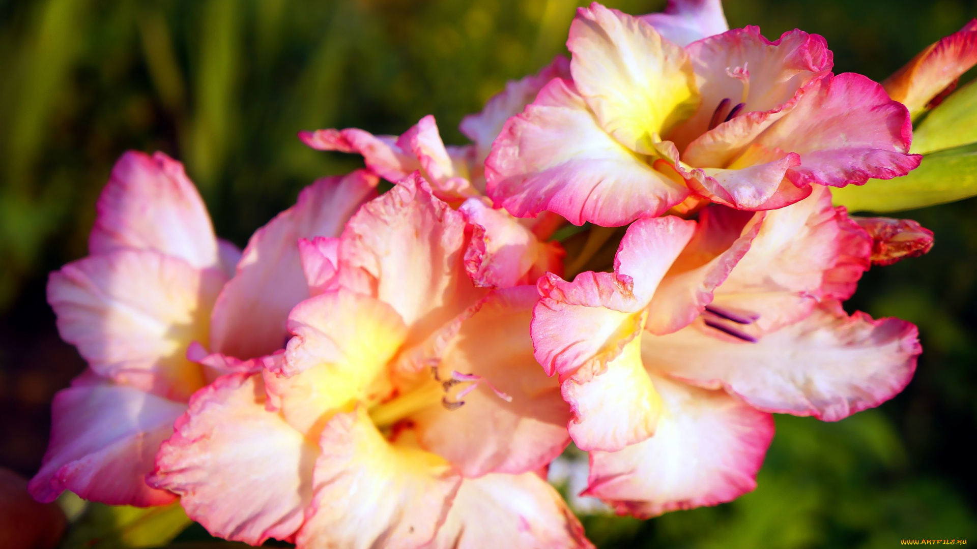 цветы, гладиолусы, розовый