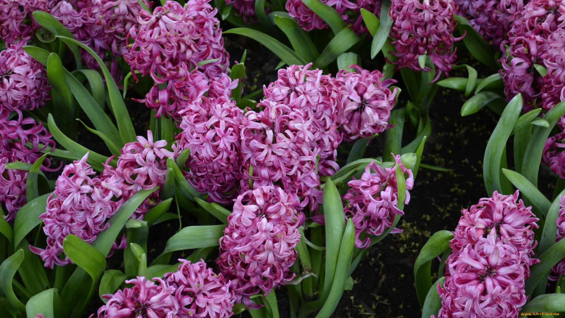 цветы, глициния, цветок