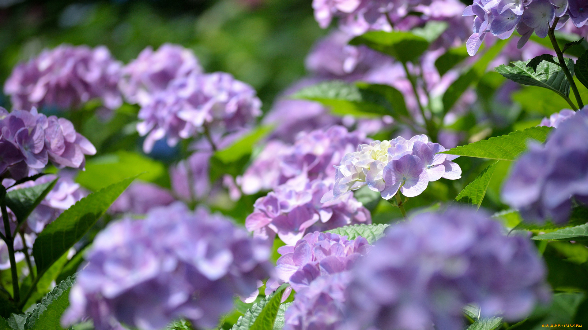 цветы, гортензия, цвет, цветение, куст