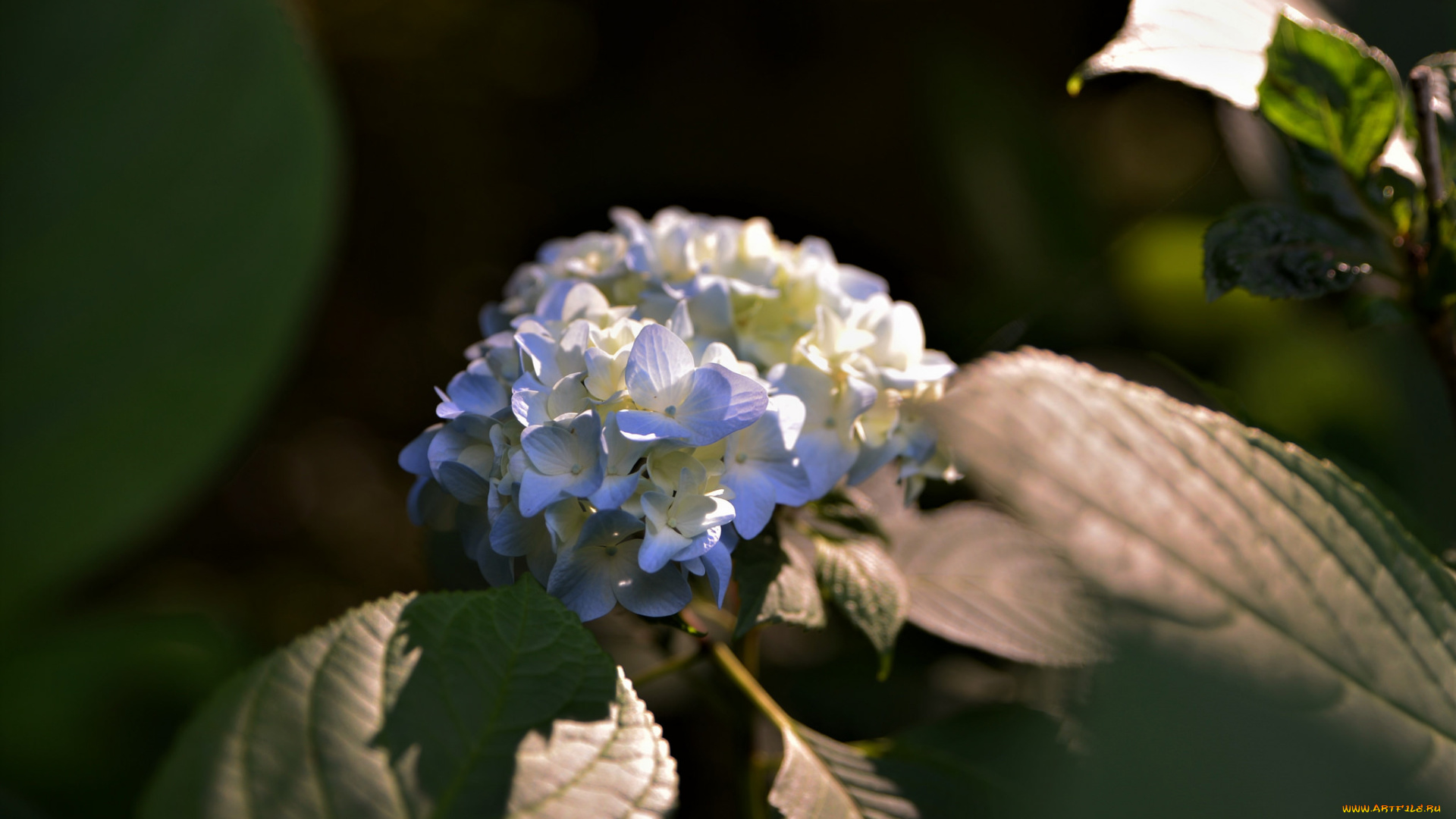 цветы, гортензия, цветение, листья, белая