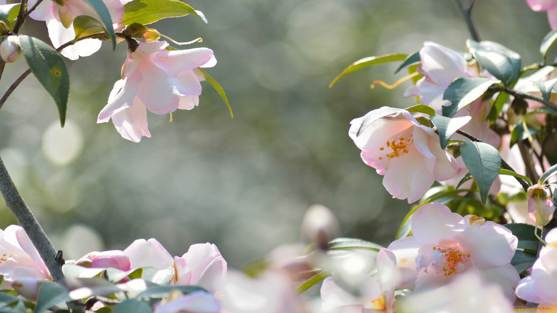цветы, камелии, shrubs, flowering, bud, цветение, бутон, листья, камелия, leaf, camellia, кустарник