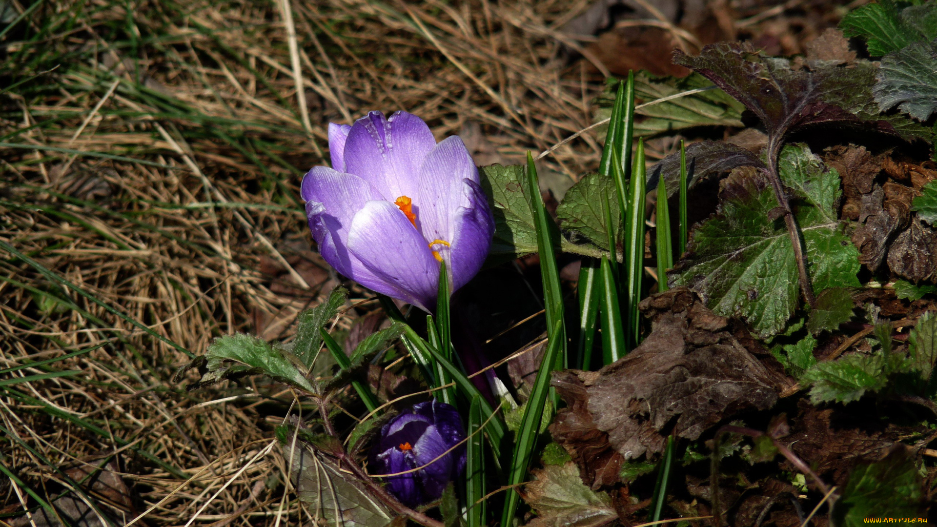 цветы, крокусы, первоцвет