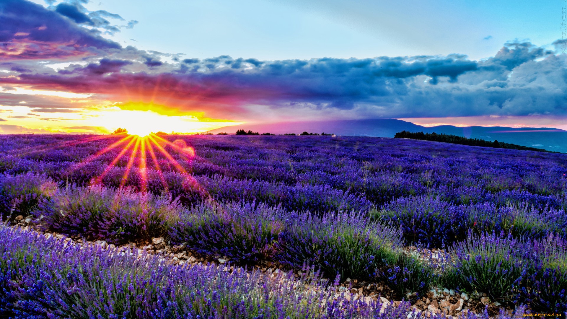 цветы, лаванда, много, банты, букеты, пучки