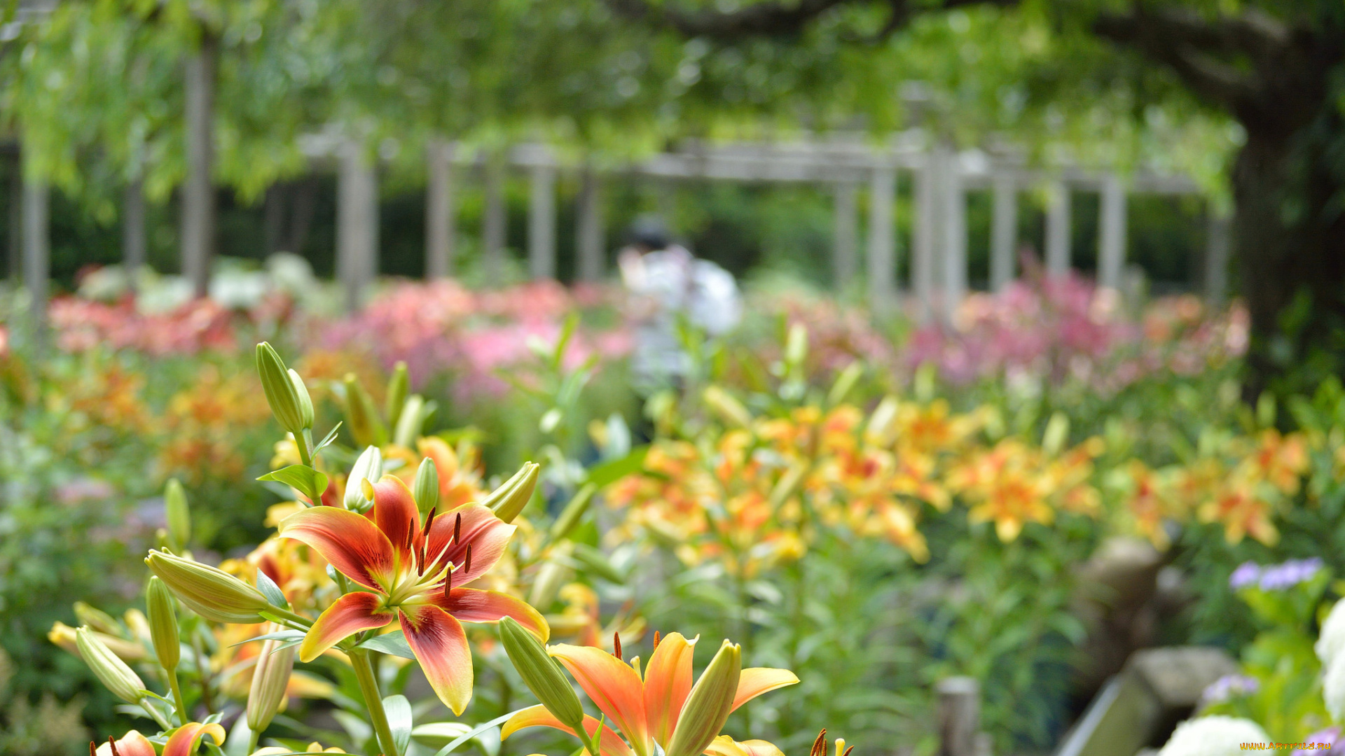 цветы, лилии, , лилейники, bloom, petals, lily, лепестки, цветение