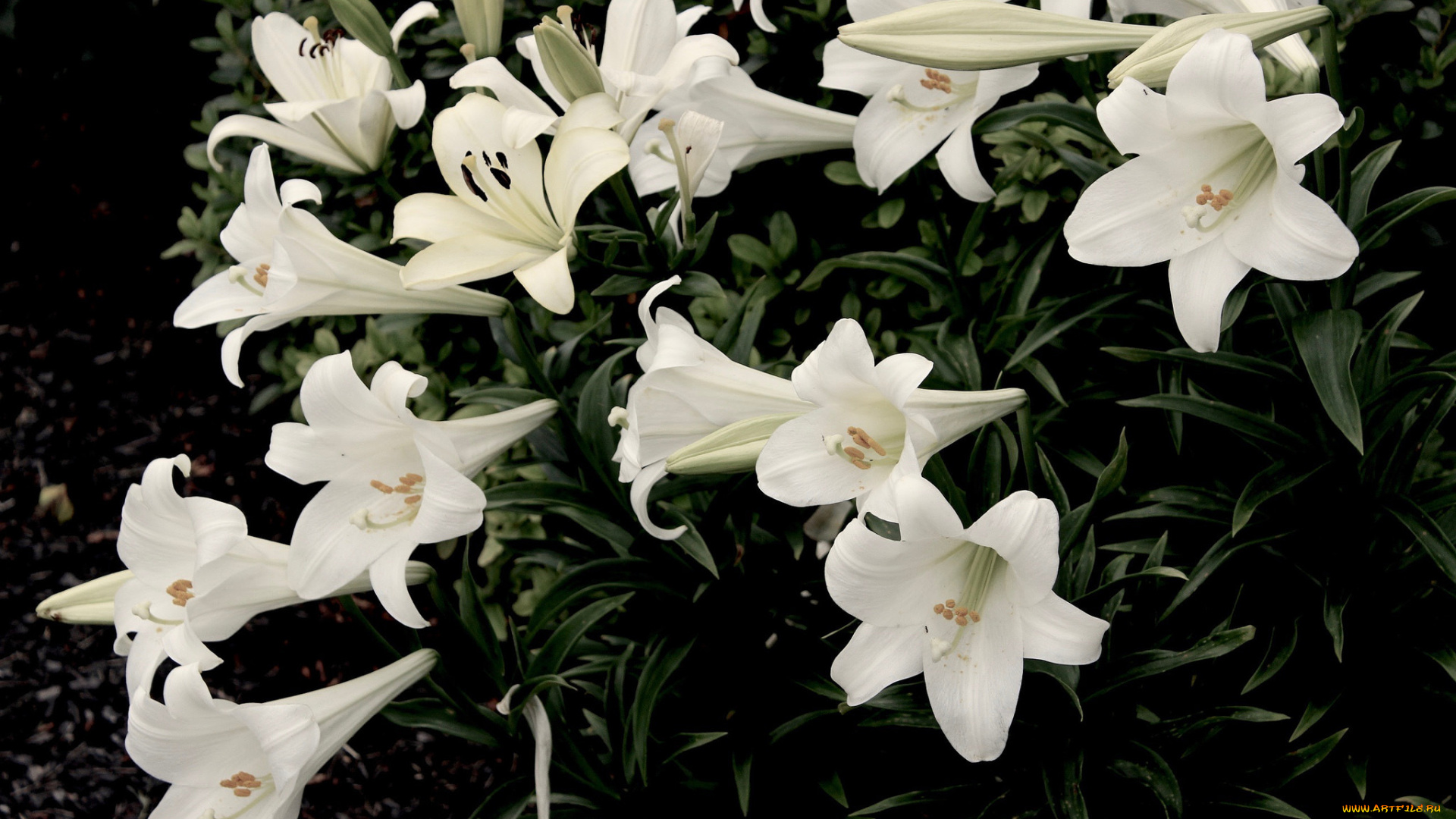 цветы, лилии, , лилейники, цветение, лепестки, lily, bloom, petals