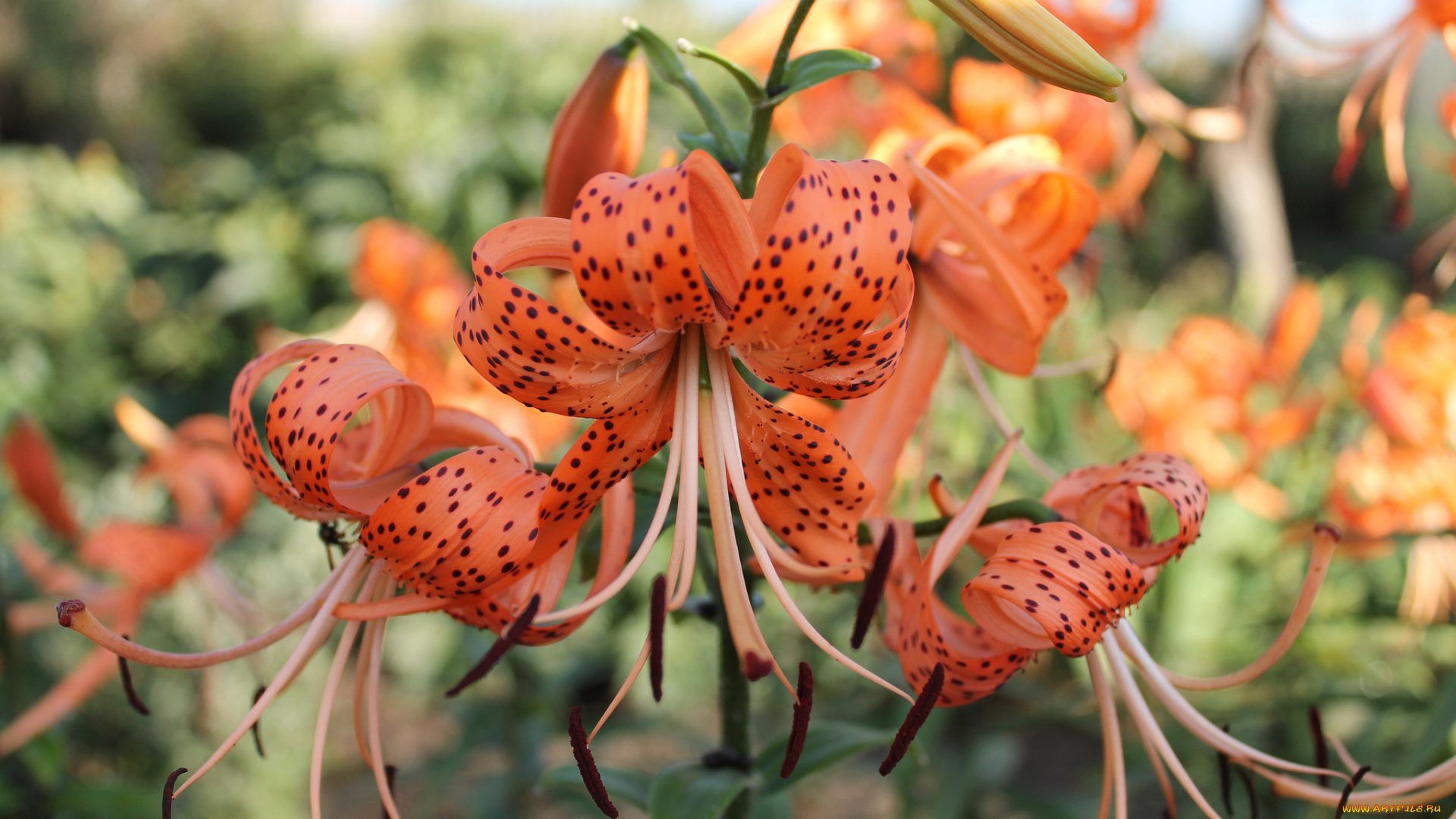 цветы, лилии, , лилейники, цветение, лепестки, lily, bloom, petals