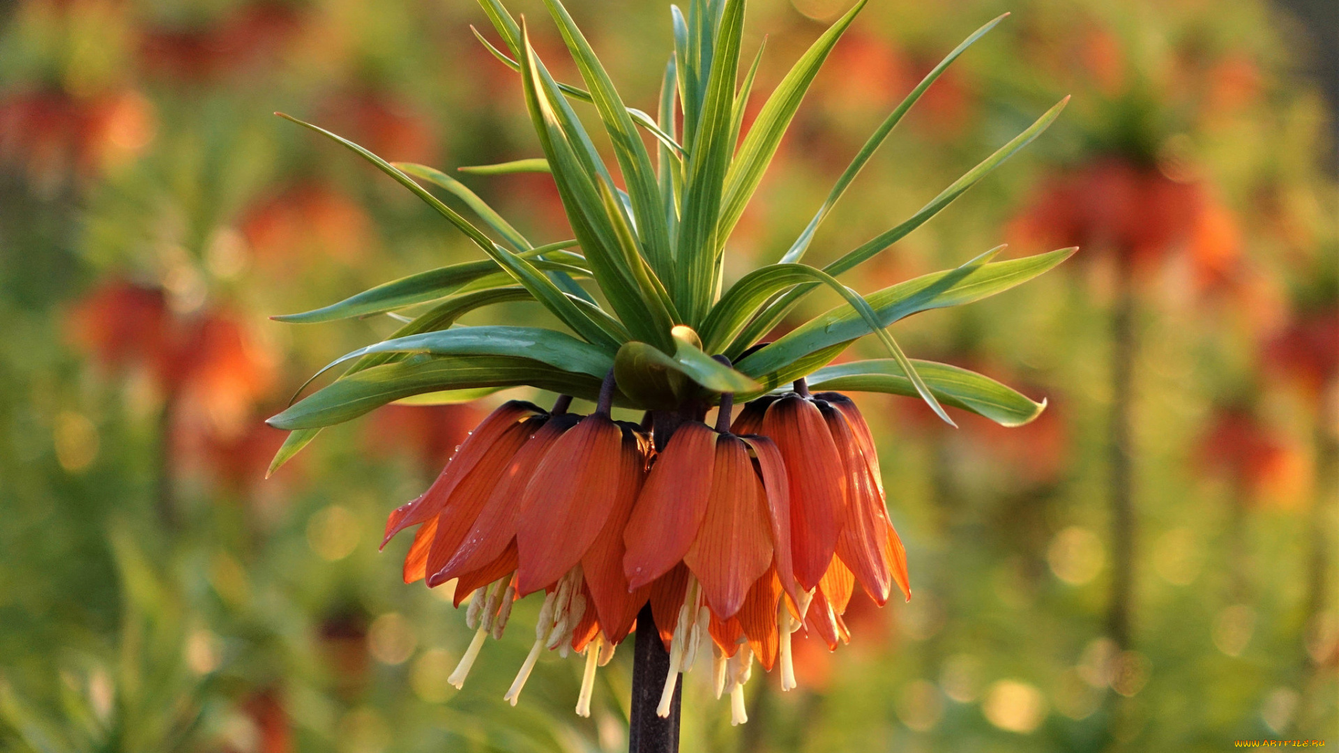 цветы, лилии, , лилейники, цветение, лилейник, цвет