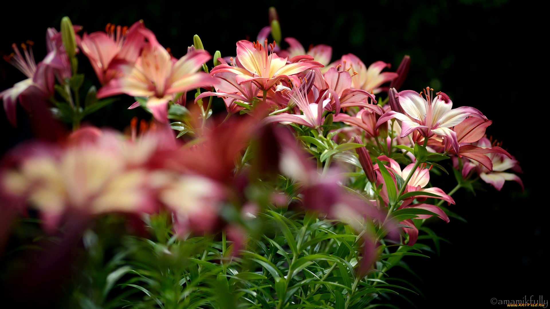 цветы, лилии, , лилейники, цветение, тычинки, розовая, лепестки, цветки, ветка