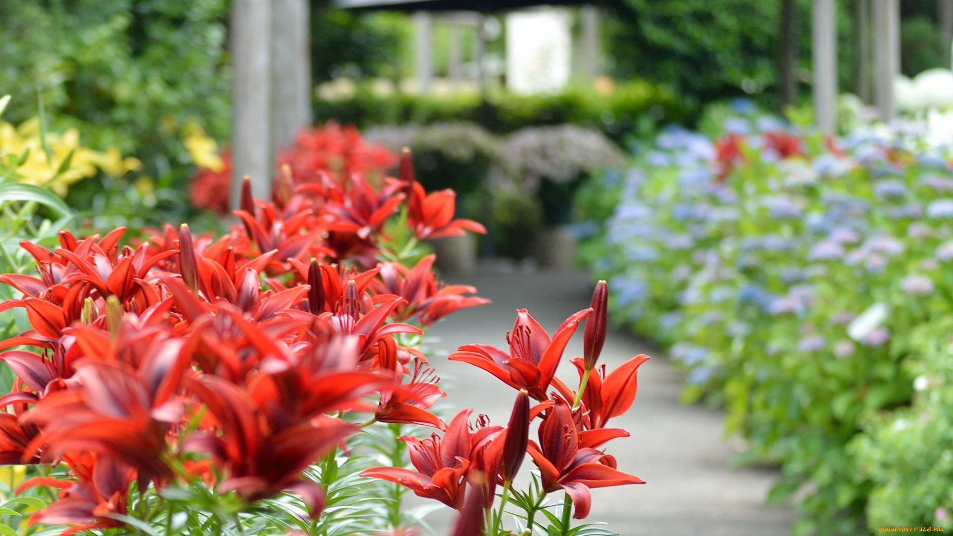 цветы, лилии, , лилейники, petals, lily, лепестки, цветение, bloom