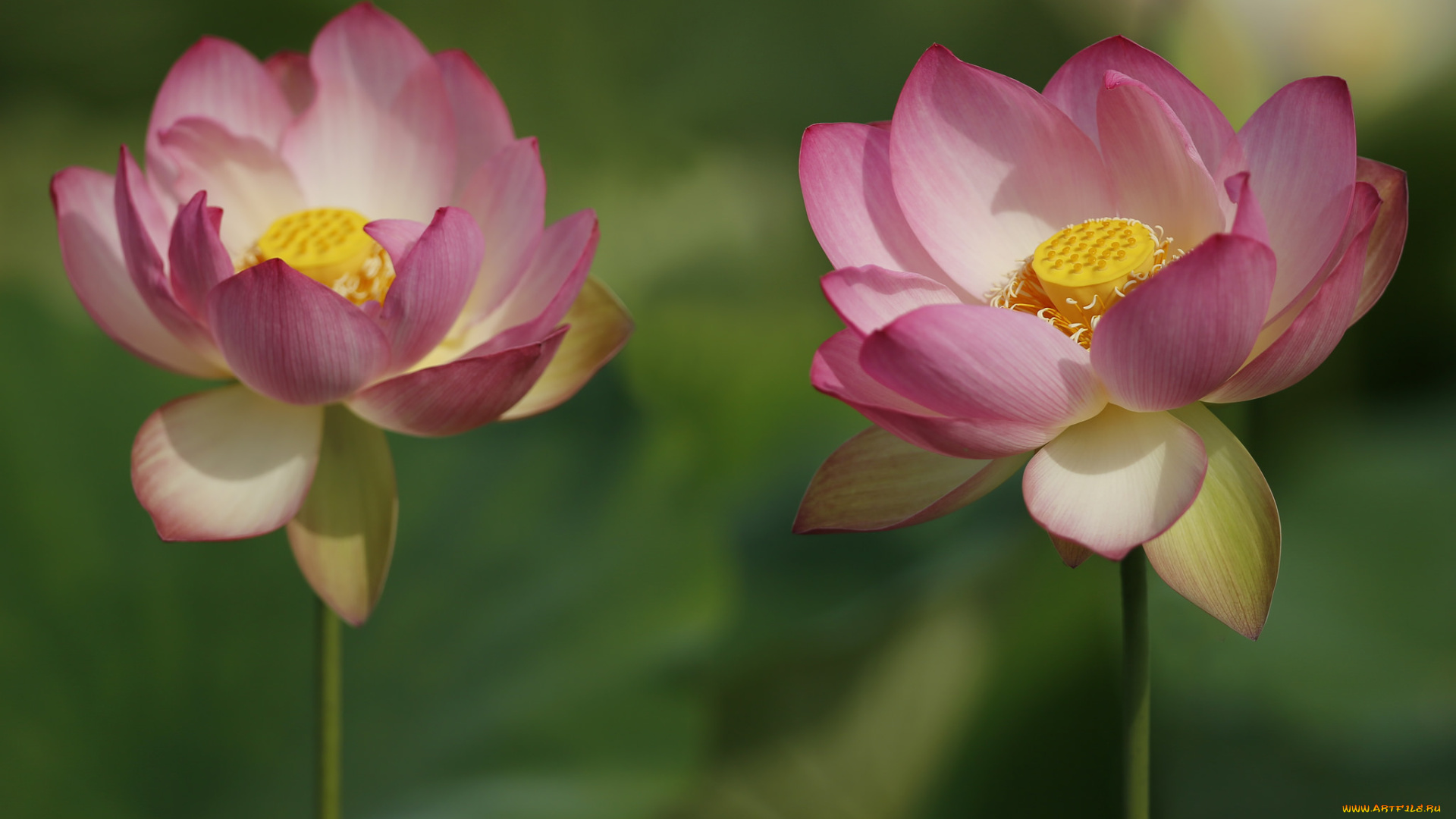 цветы, лотосы