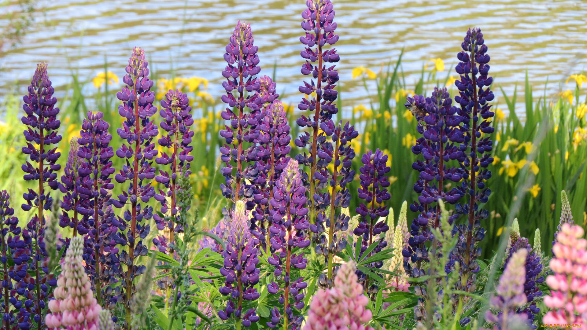 цветы, люпин