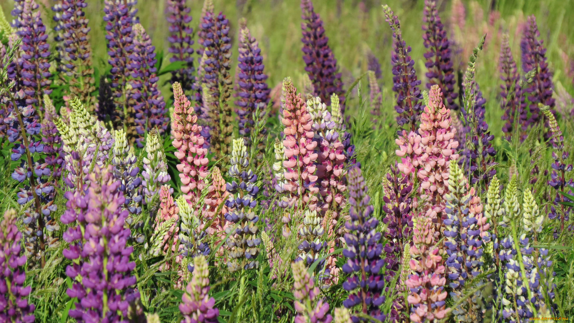 цветы, люпин