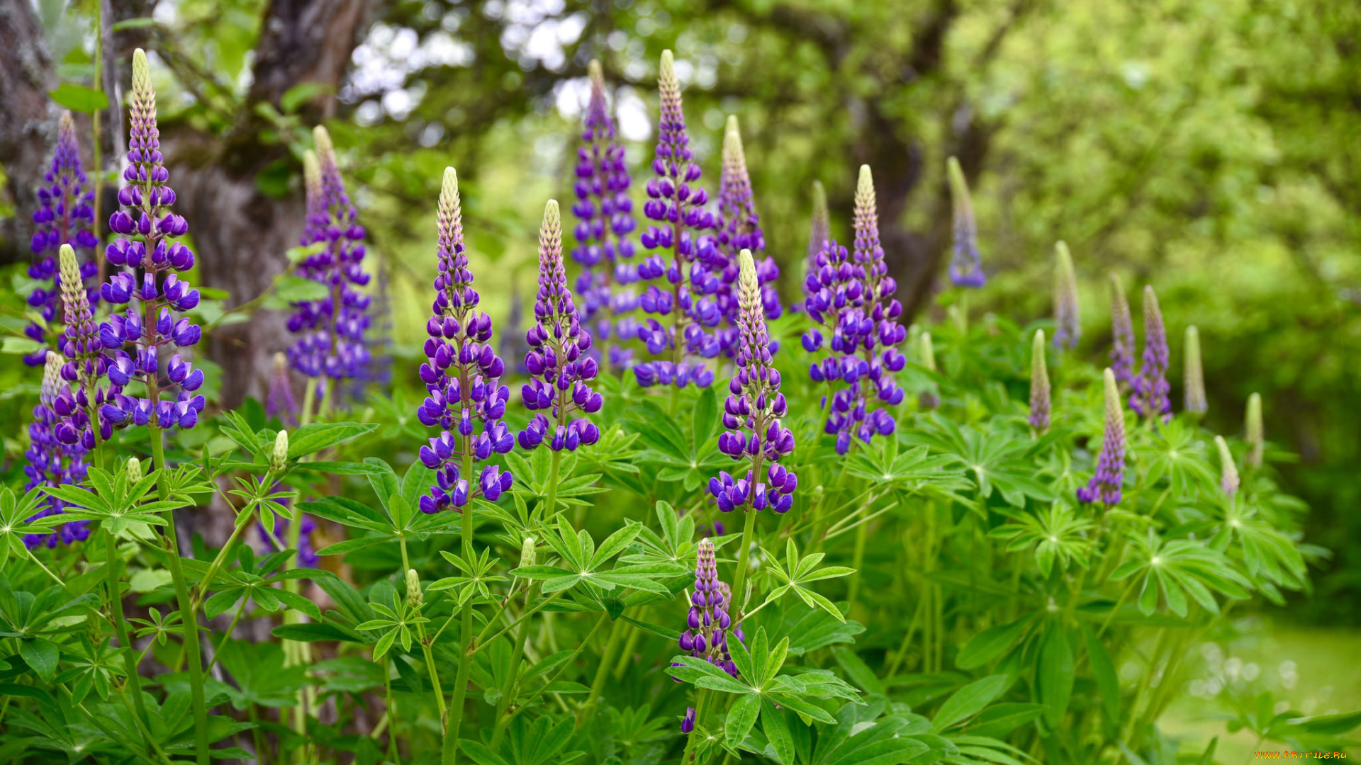 цветы, люпин, цветение, цвет