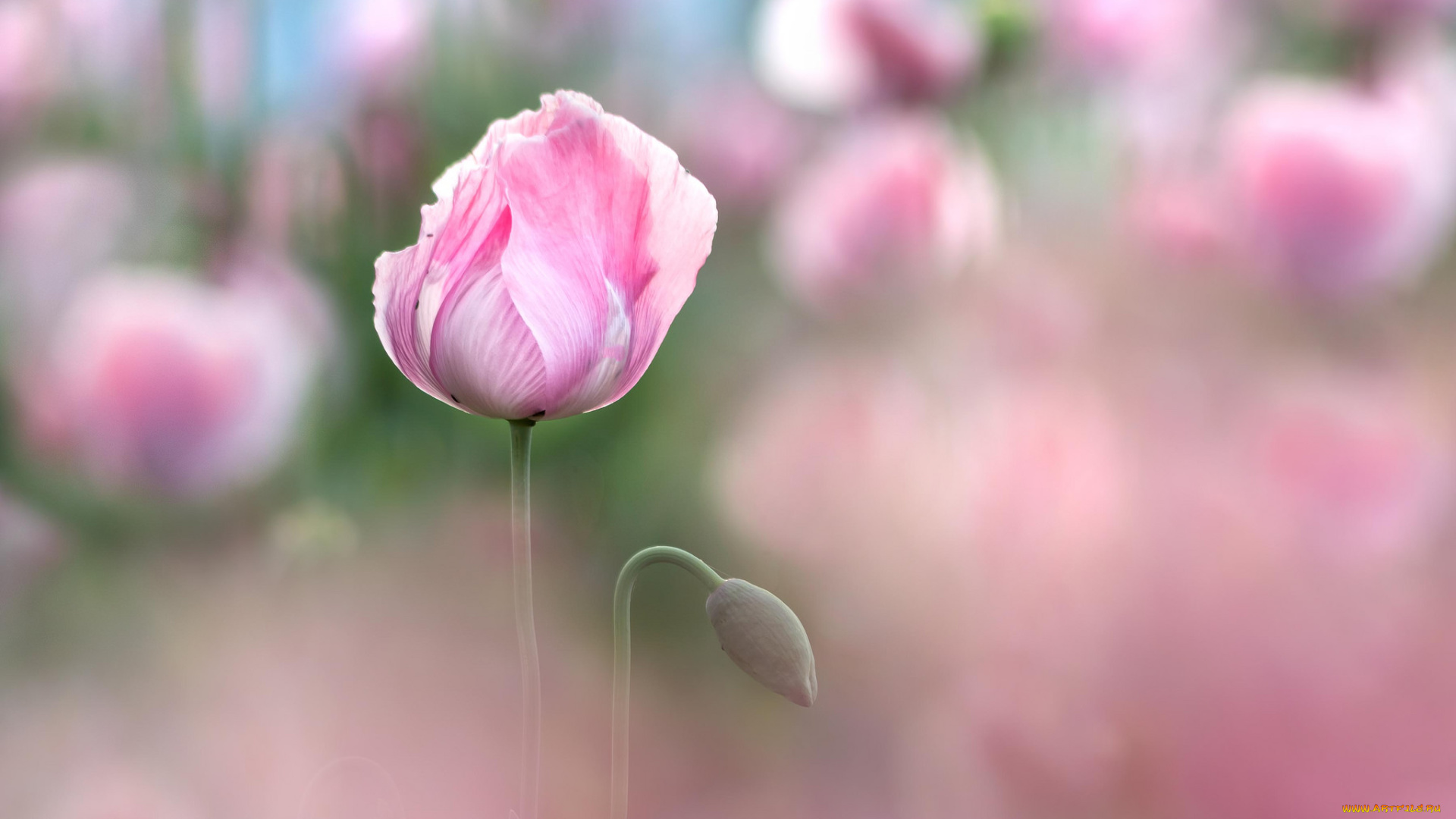 цветы, маки, мак, цветение