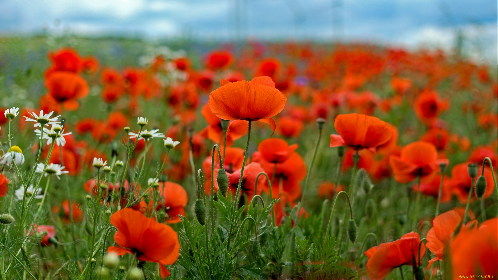 цветы, маки, мак, цветение
