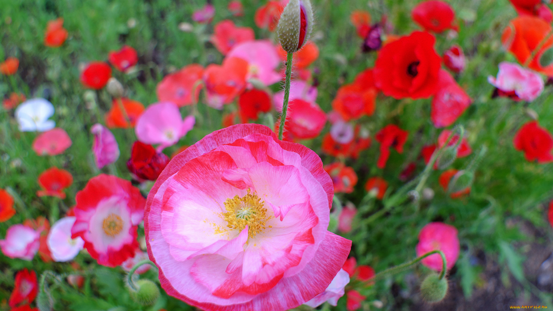 цветы, маки, мак, цветение