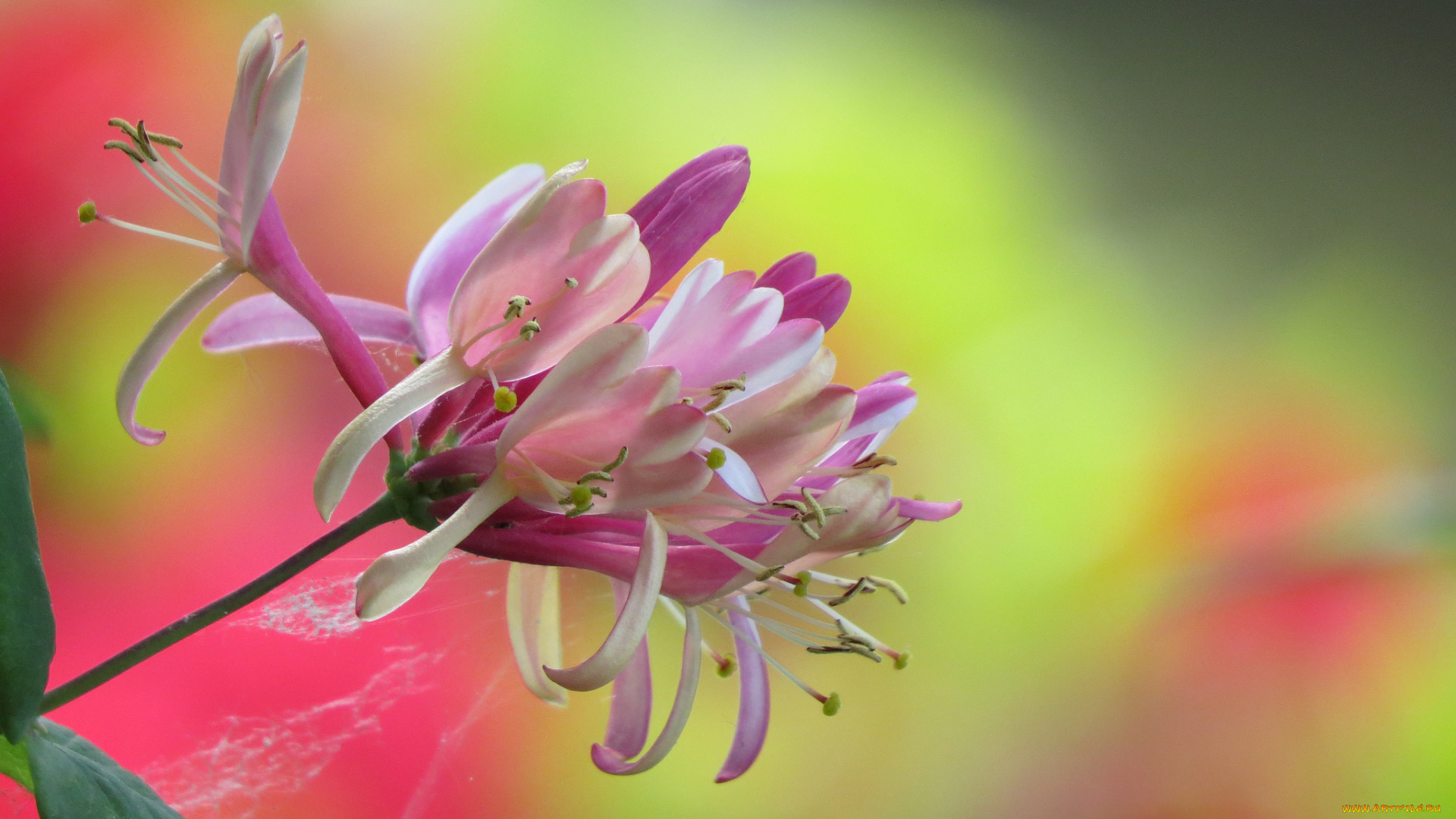 цветы, макро