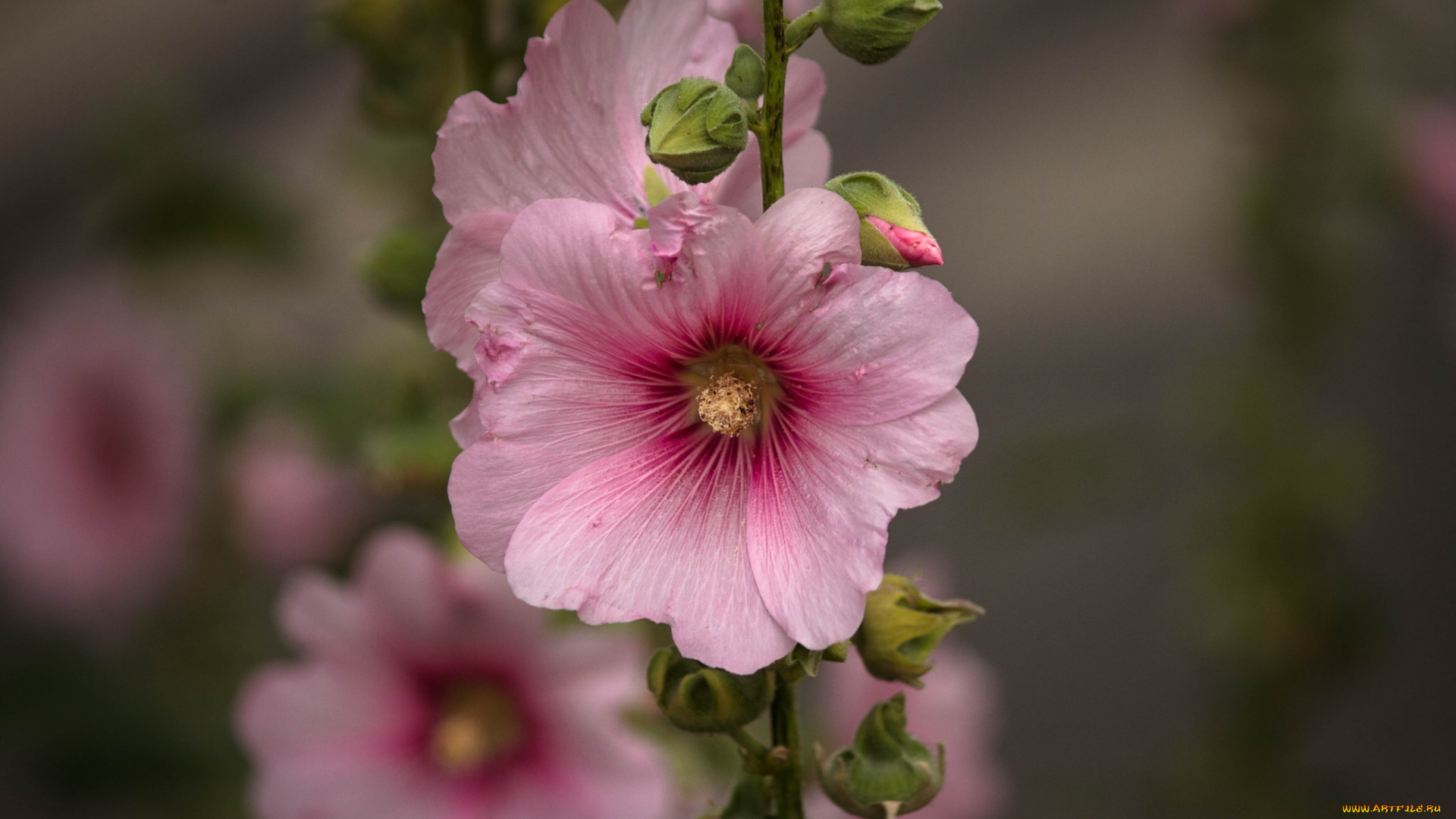 цветы, мальвы, мальва, цветение, цвет