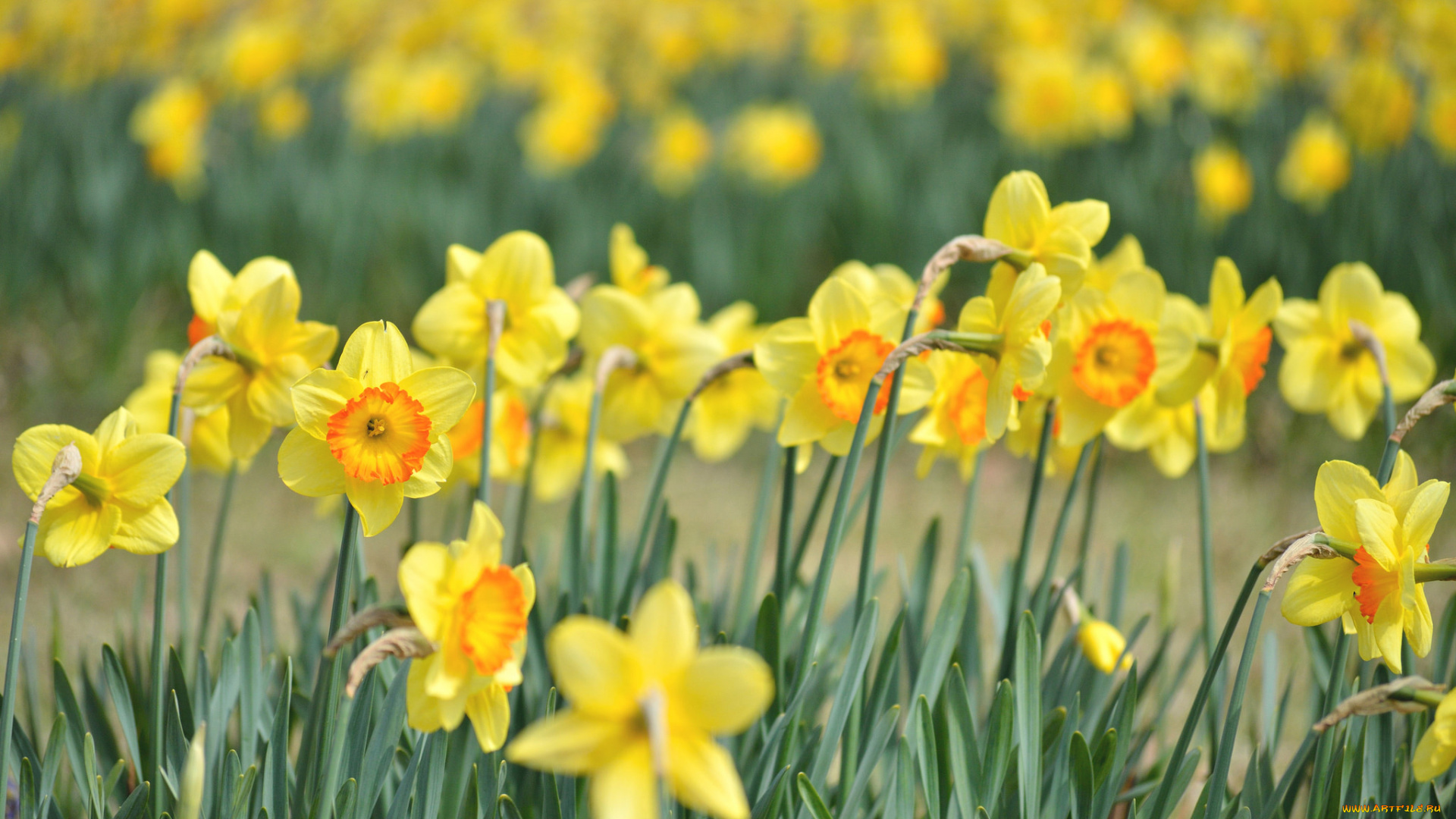 цветы, нарциссы, лепестки, цветение