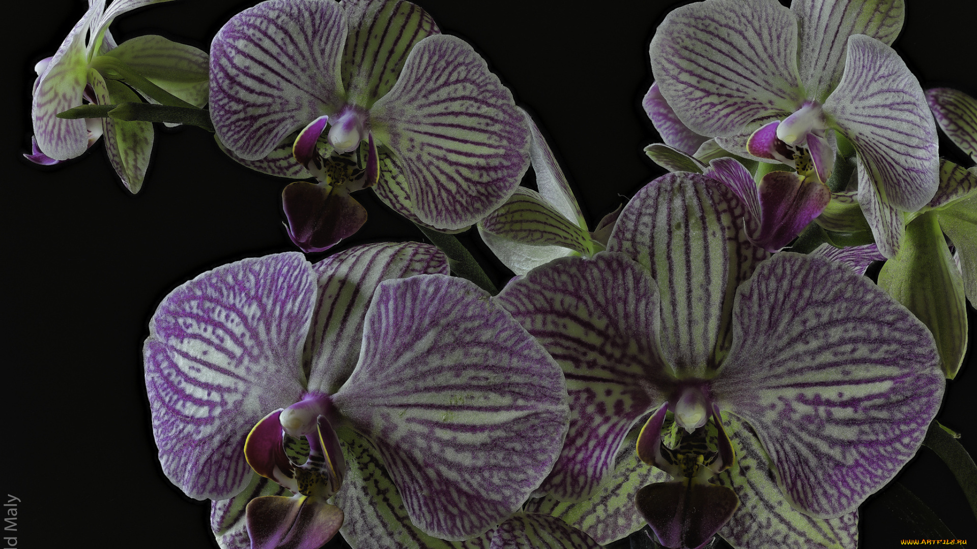 цветы, орхидеи, цветение, лепестки, цветки, орхидея